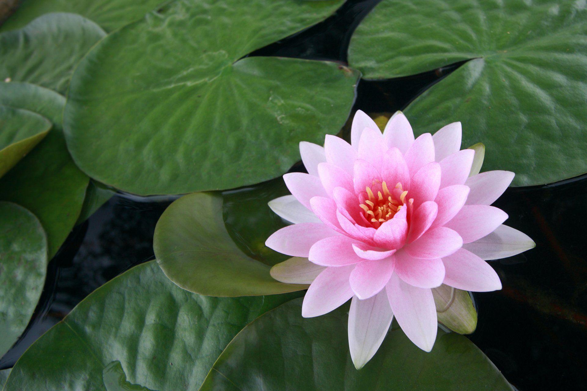 1920x1280 4K Ultra HD Lotus Wallpaper and Background Image