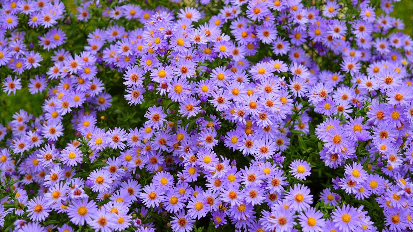 1366x768 Download 1366x768 wallpaper purple flowers, meadow, flora, nature, tablet, laptop, 1366x768 HD image, background, 4688