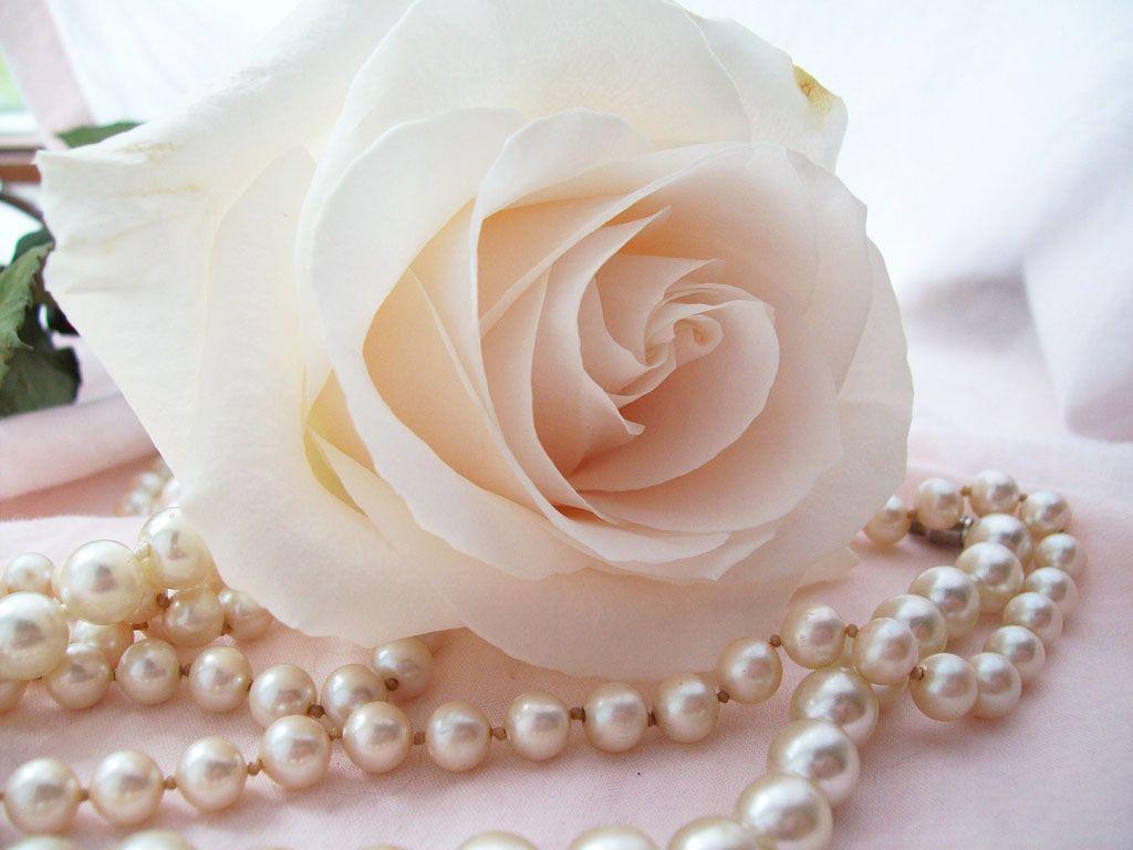 1024x768 Wallpaper. Pearl wallpaper, Pearls, Pearl rose