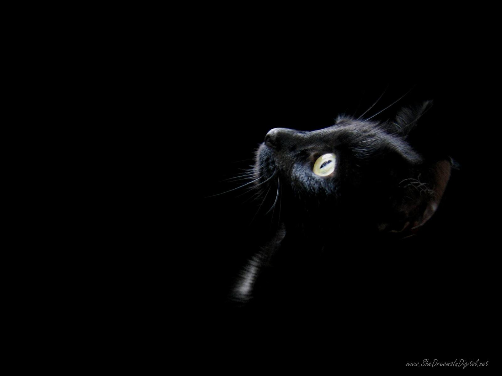 1600x1200 Black Cat IPhone Wallpaper