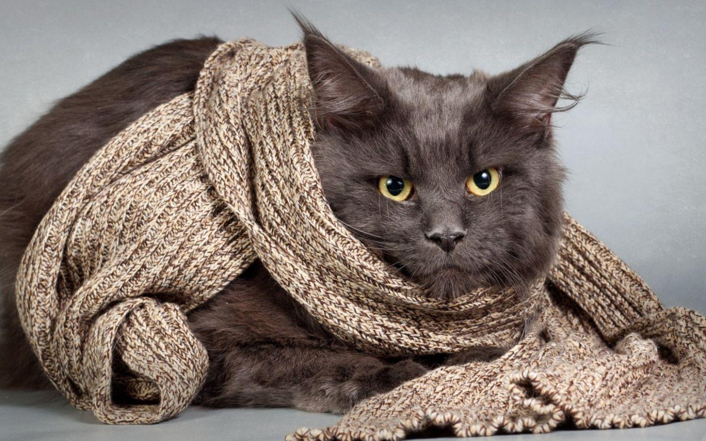 1440x900 Free download HD Cat Wallpaper Kitten Image Cat Image Claw