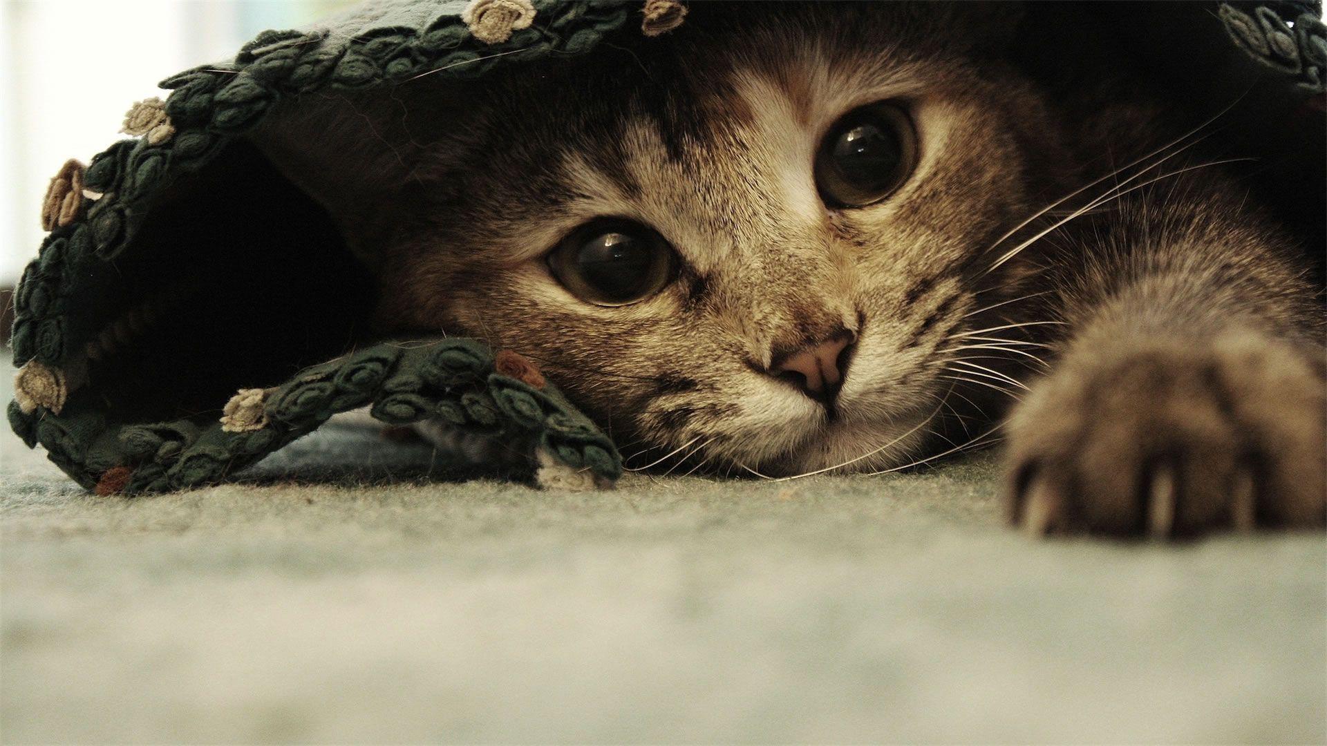 1920x1080 Free download Cat funny desktop animals Wallpaper Background HD