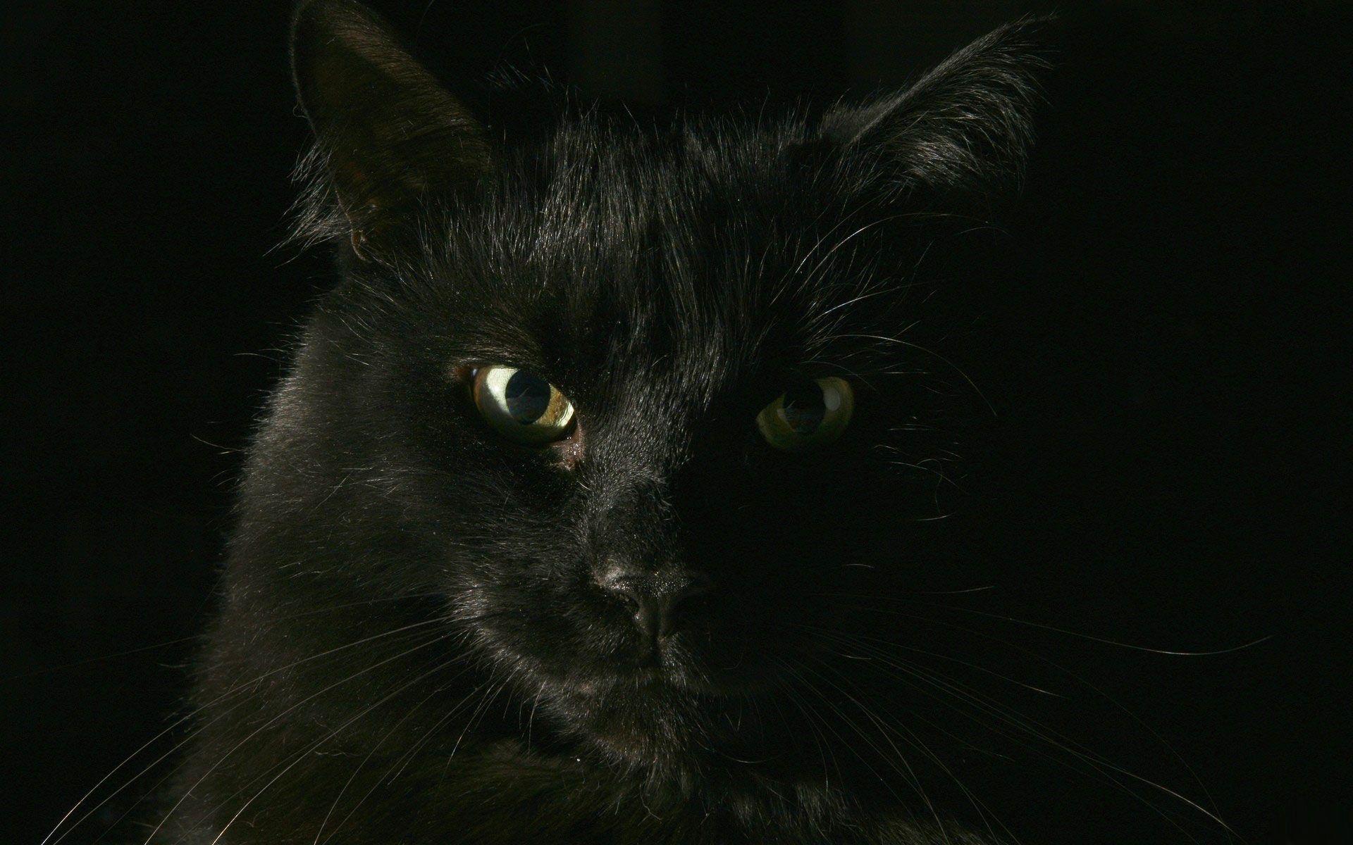 1920x1200 Free download Desktop Wallpaper Gallery Windows 7 Black Cat