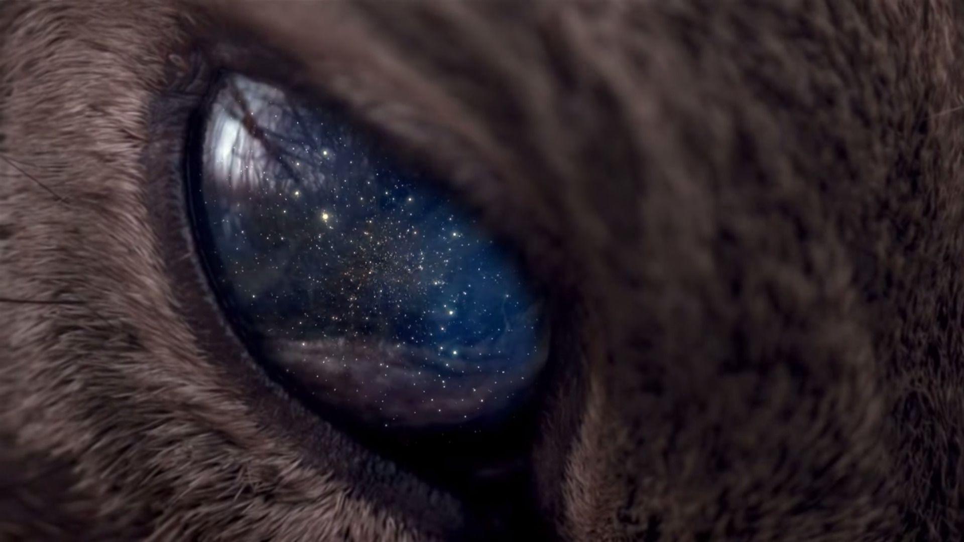 1920x1080 universe, Space, Stars, Animals, Eyes, Galaxy, Cat Wallpaper HD / Desktop and Mobile Background