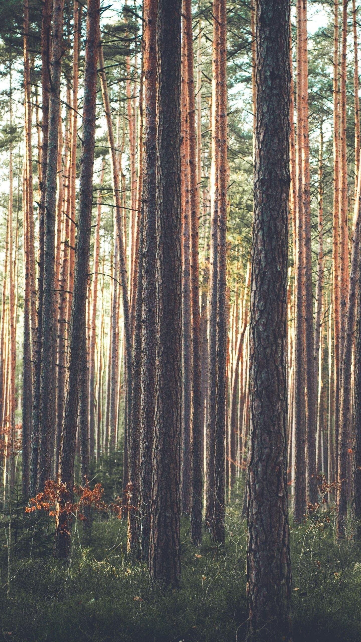 1440x2560 Forest HD Wallpaper for LG G5