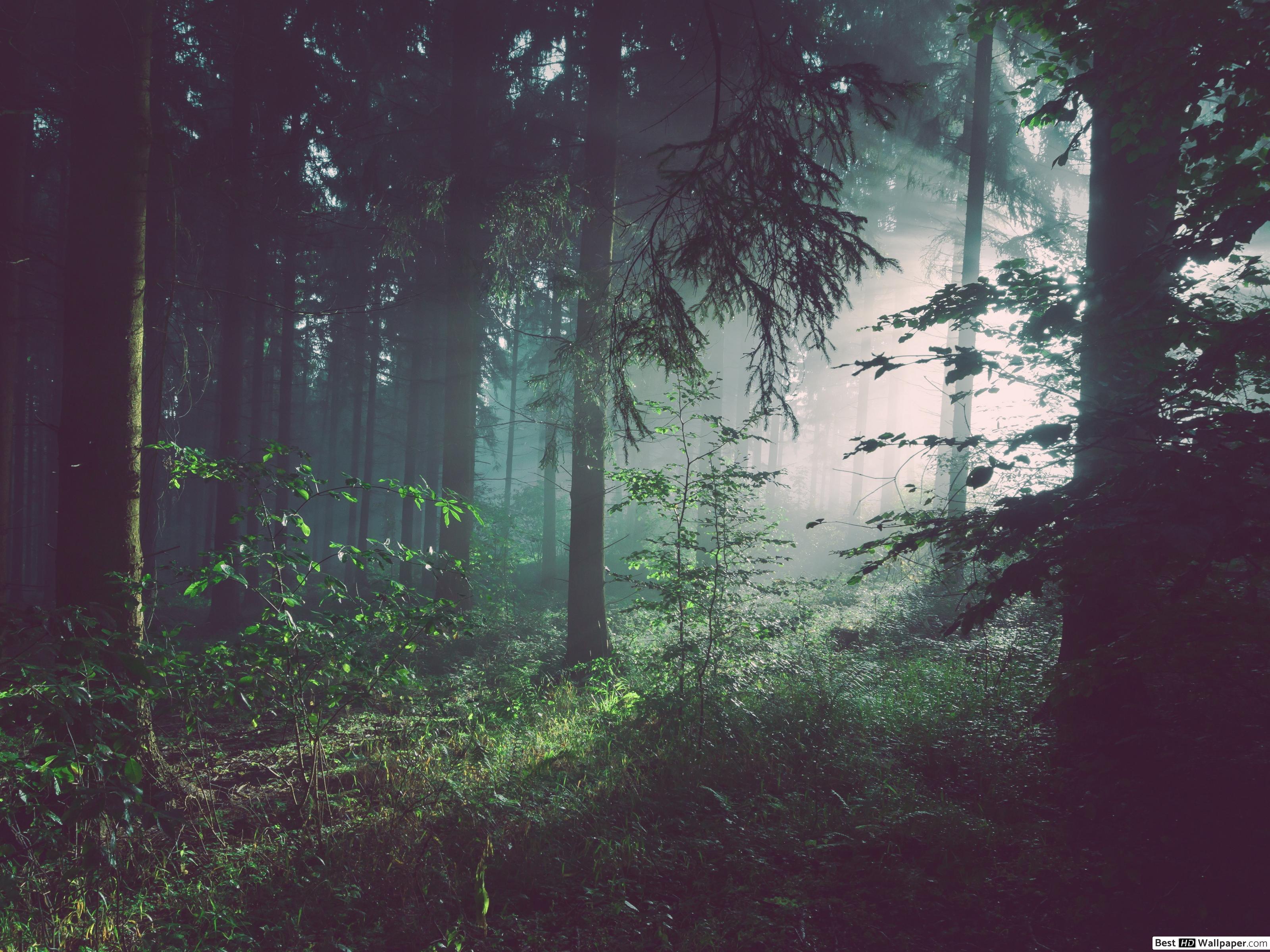 Vintage Forest Wallpapers - Top Free Vintage Forest Backgrounds