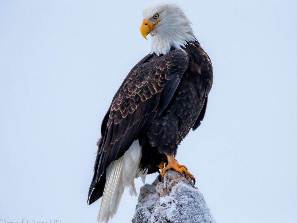 1024x768 Bald Eagle Desktop Wallpaper