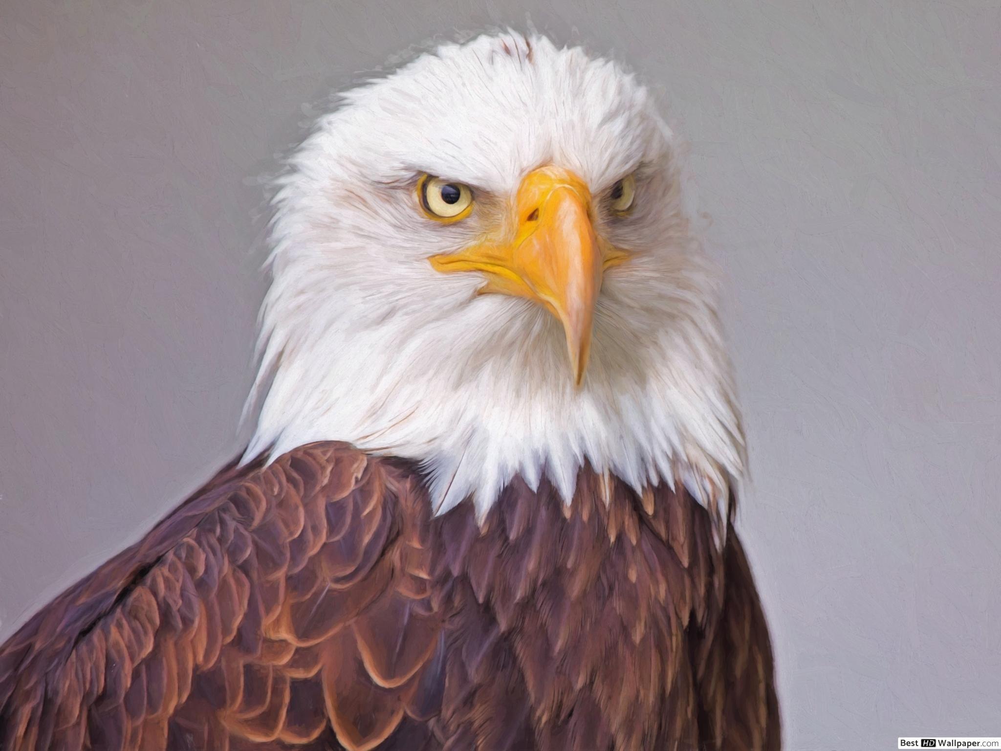 2048x1536 Proud bald eagle HD wallpaper download
