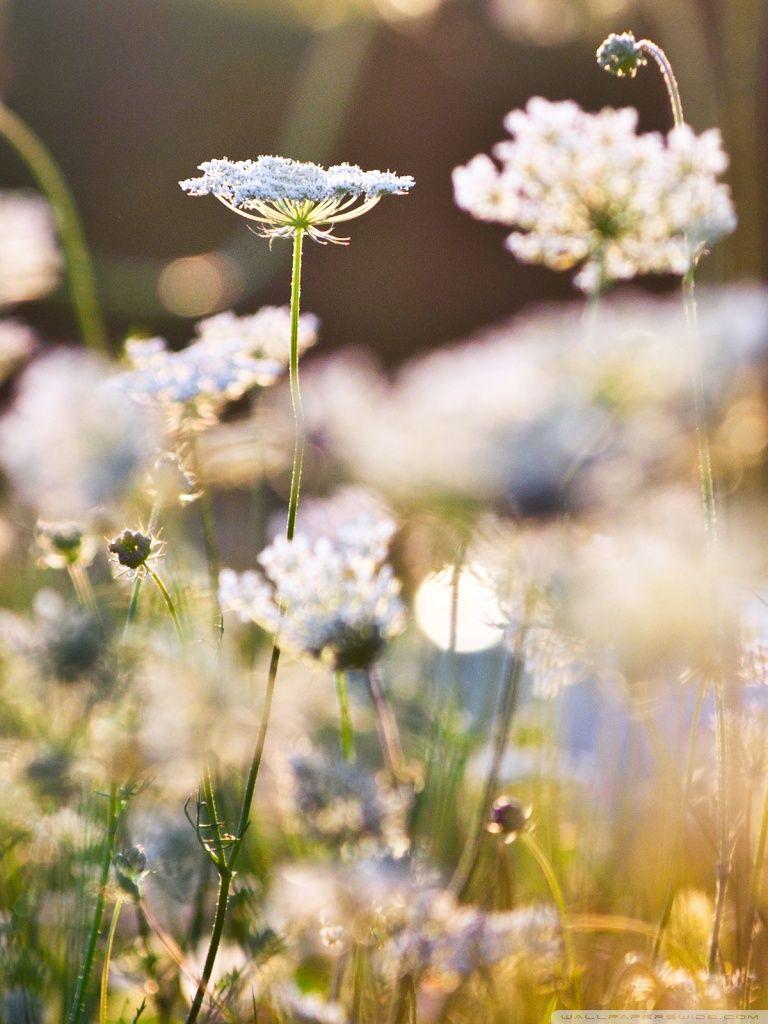 768x1024 Mobile Romantic Wallpaper HD HD Wallpaper