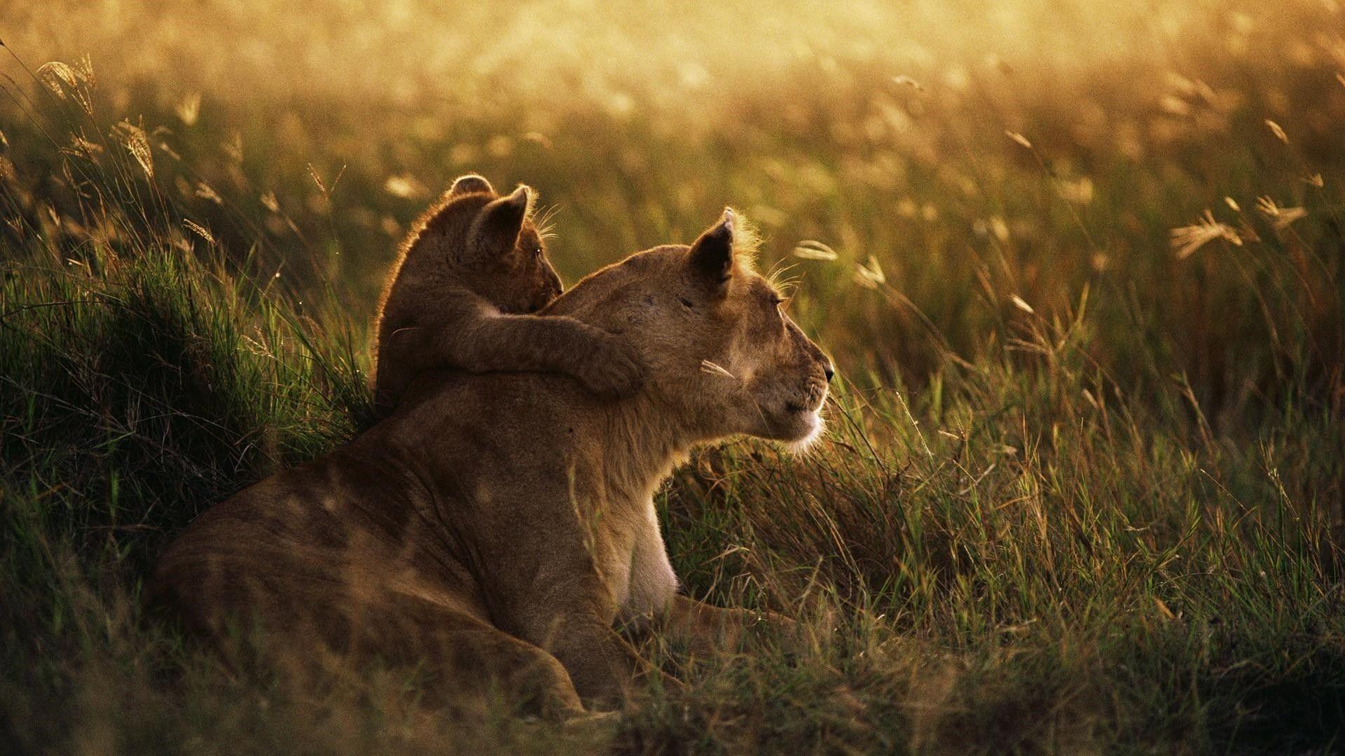 1920x1080 National Geographic Wallpaper: 24 Image, Animals Category