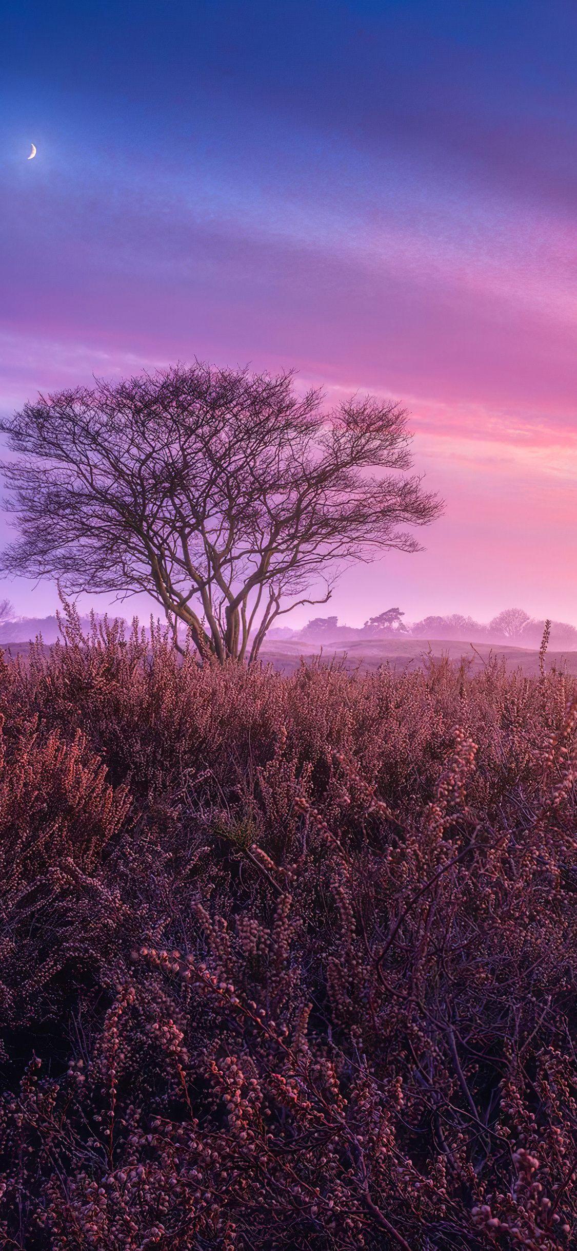 1125x2436 Netherlands 4k iPhone XS, iPhone iPhone X HD 4k