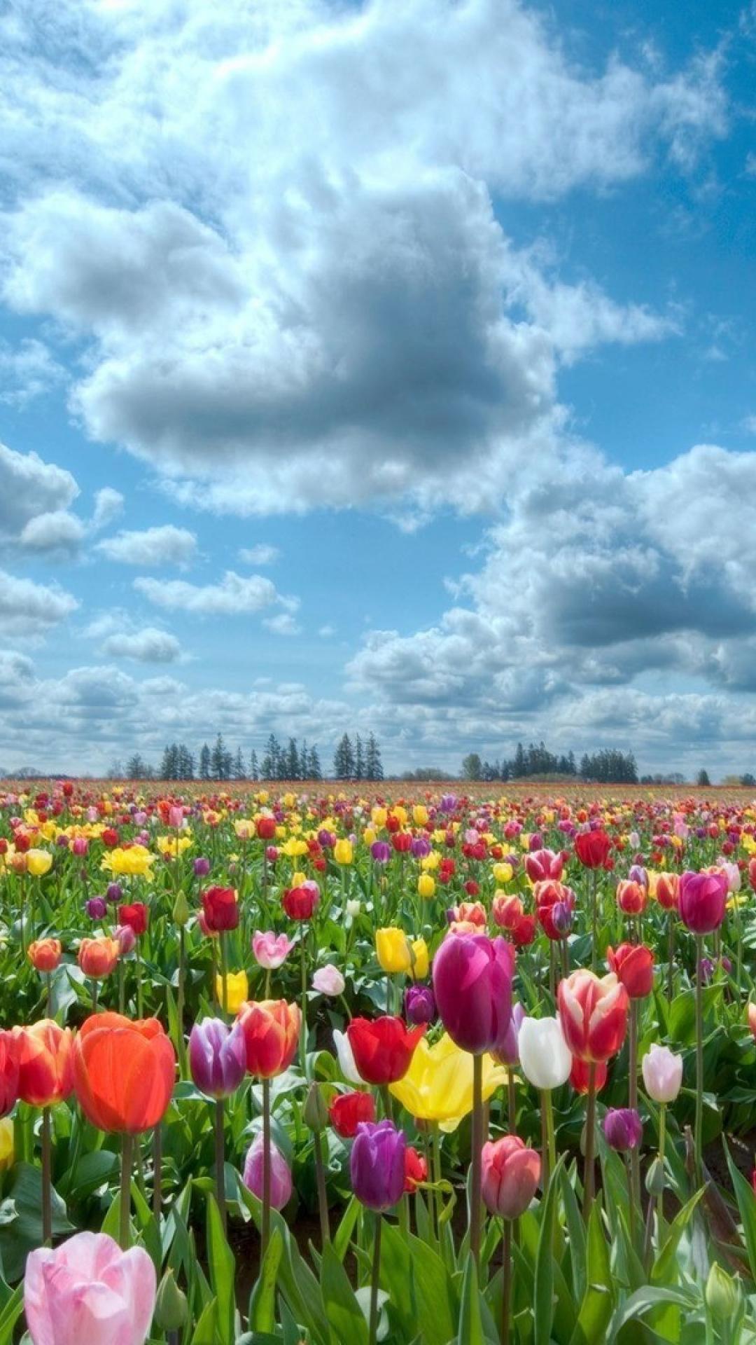 Holland iPhone Wallpapers Top Free Holland iPhone Backgrounds