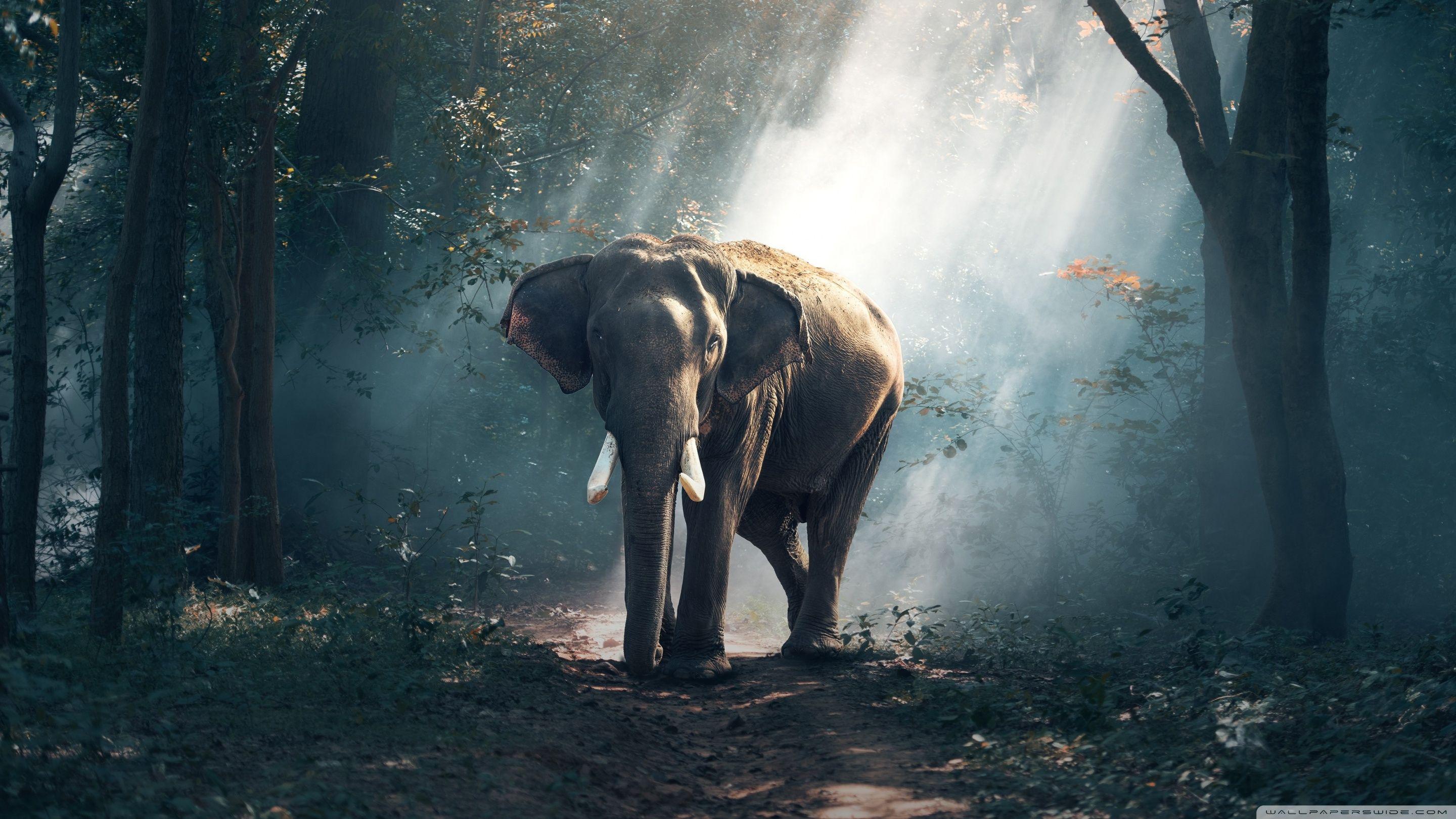 2880x1620 Elephant Wildlife Ultra HD Desktop Background Wallpaper for 4K UHD