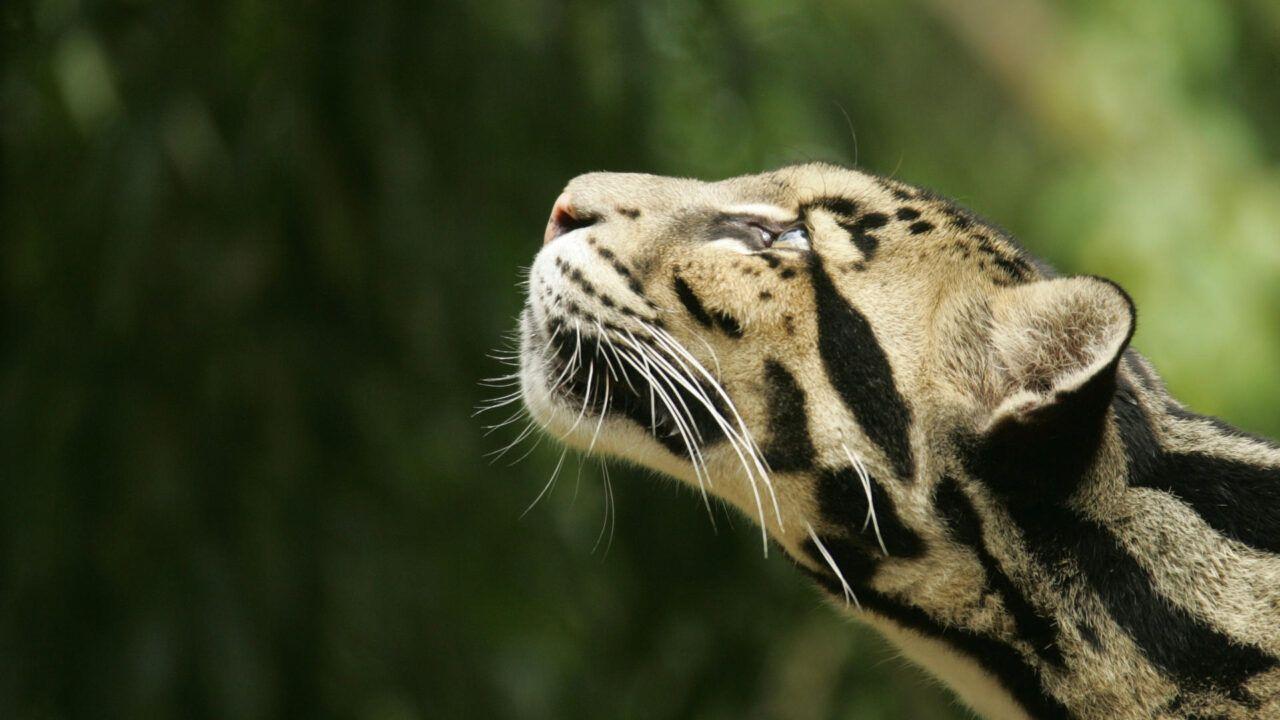 1280x720 Download Wildlife Desktop Wallpaper