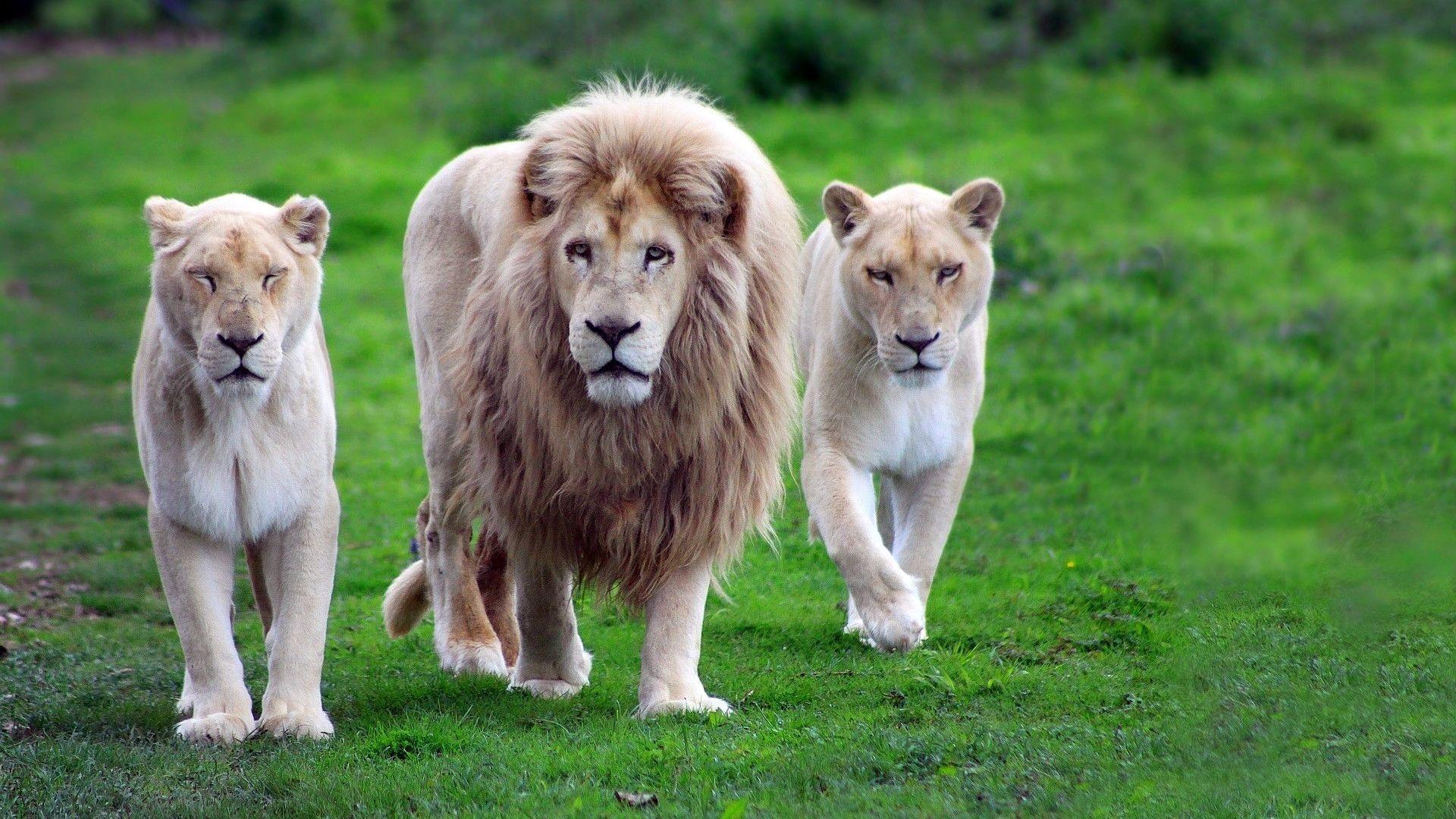 1920x1080 Free download 60 Wildlife Desktop Wallpaper