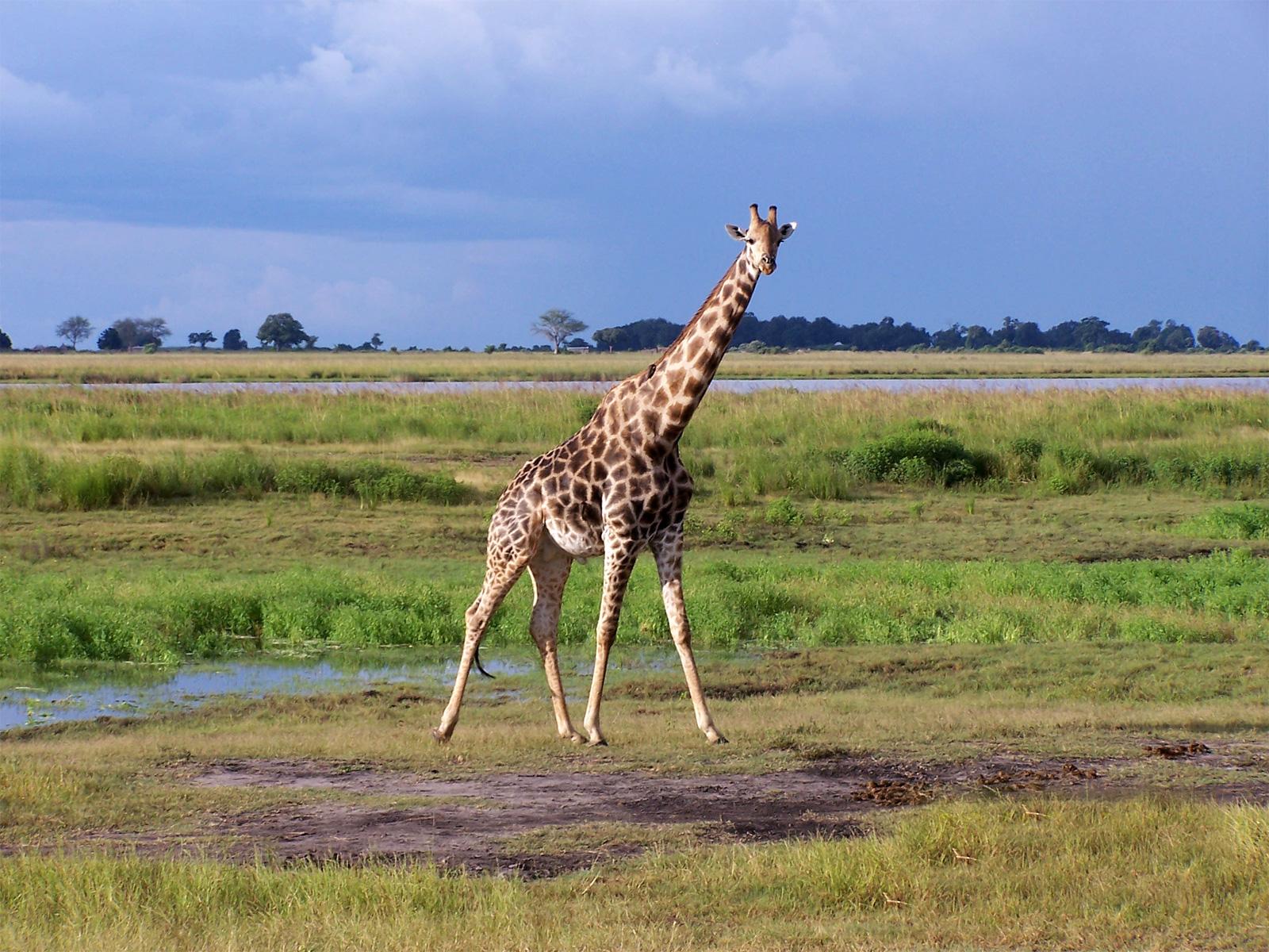 1600x1200 wallpaper blog: Wildlife desktop wallpaper
