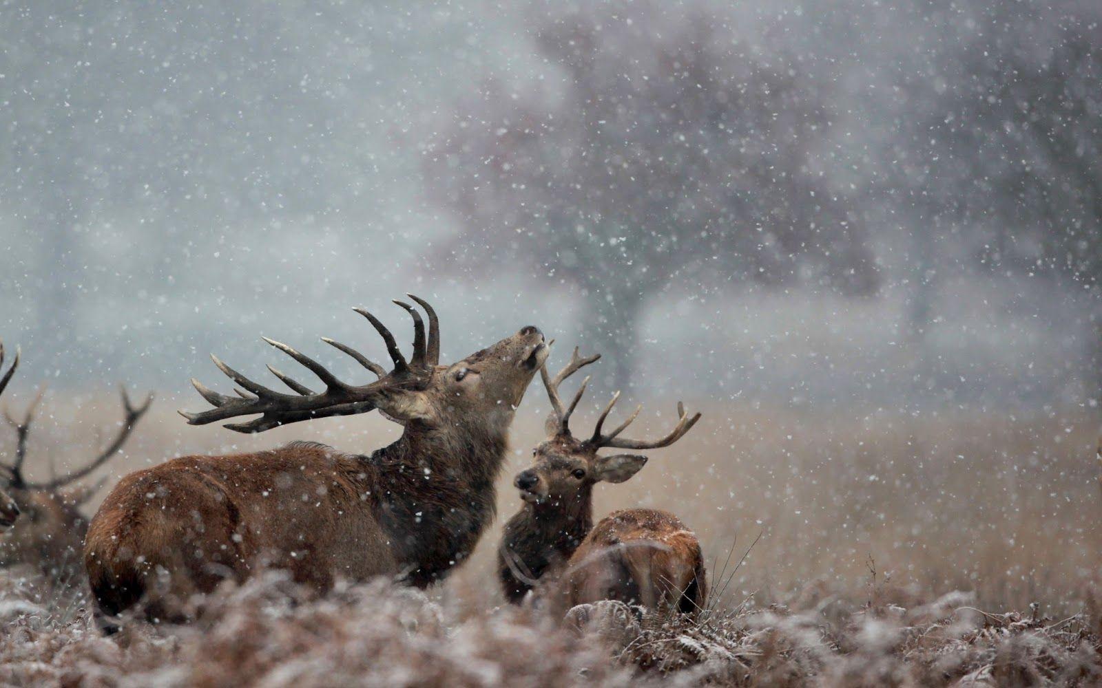 1600x1000 Wildlife HD Desktop Wallpaper Wildlife HD Wallpaper HD