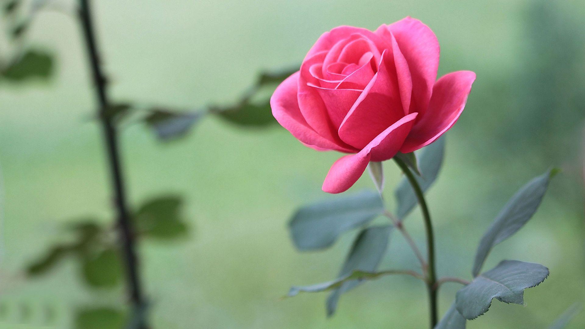 Beautiful Rose HD Wallpapers - Top Free Beautiful Rose HD Backgrounds -  WallpaperAccess