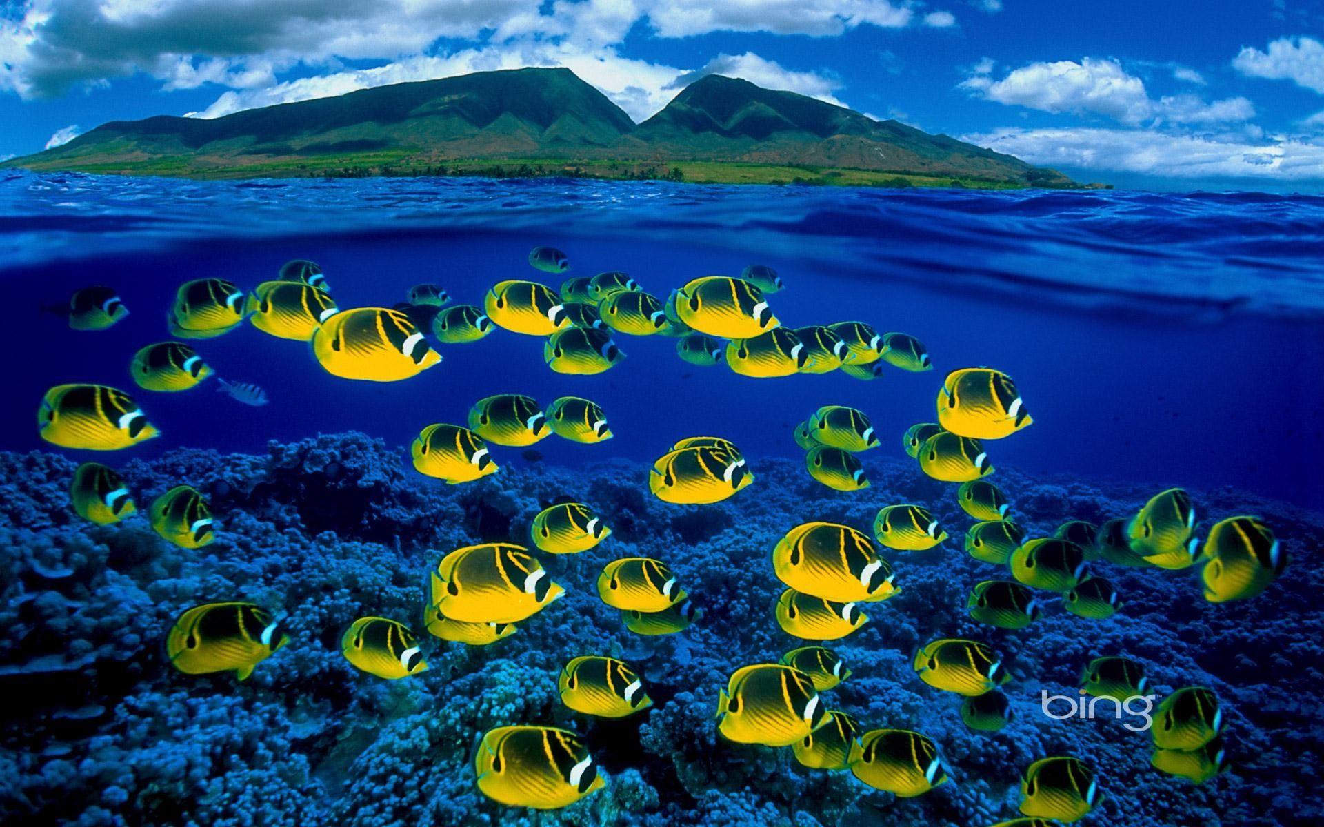 1920x1200 Bing HD wallpaper gallery 3D