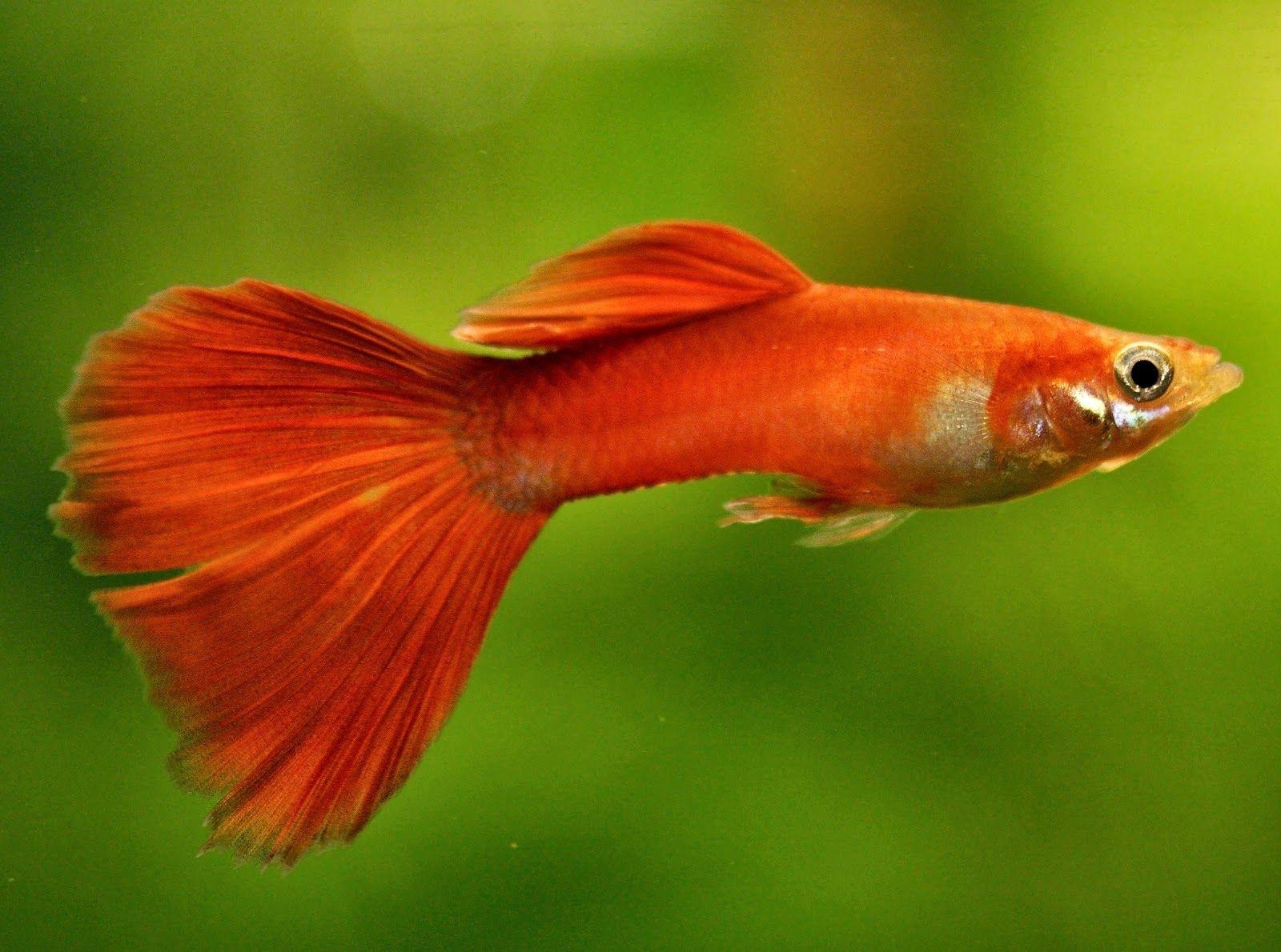 Wallpaper  1873x1150 px fish guppy tropical 1873x1150  CoolWallpapers   1650121  HD Wallpapers  WallHere
