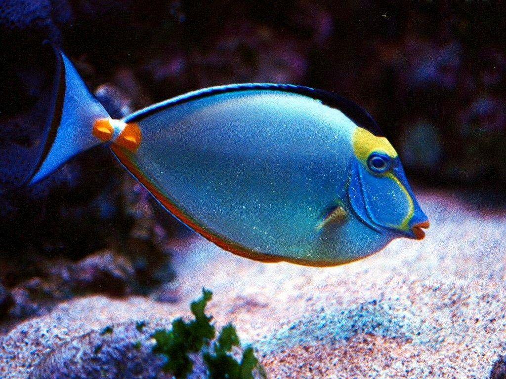 1024x768 GUPPY tropical fish wallpaper WallpaperUP 1024x768