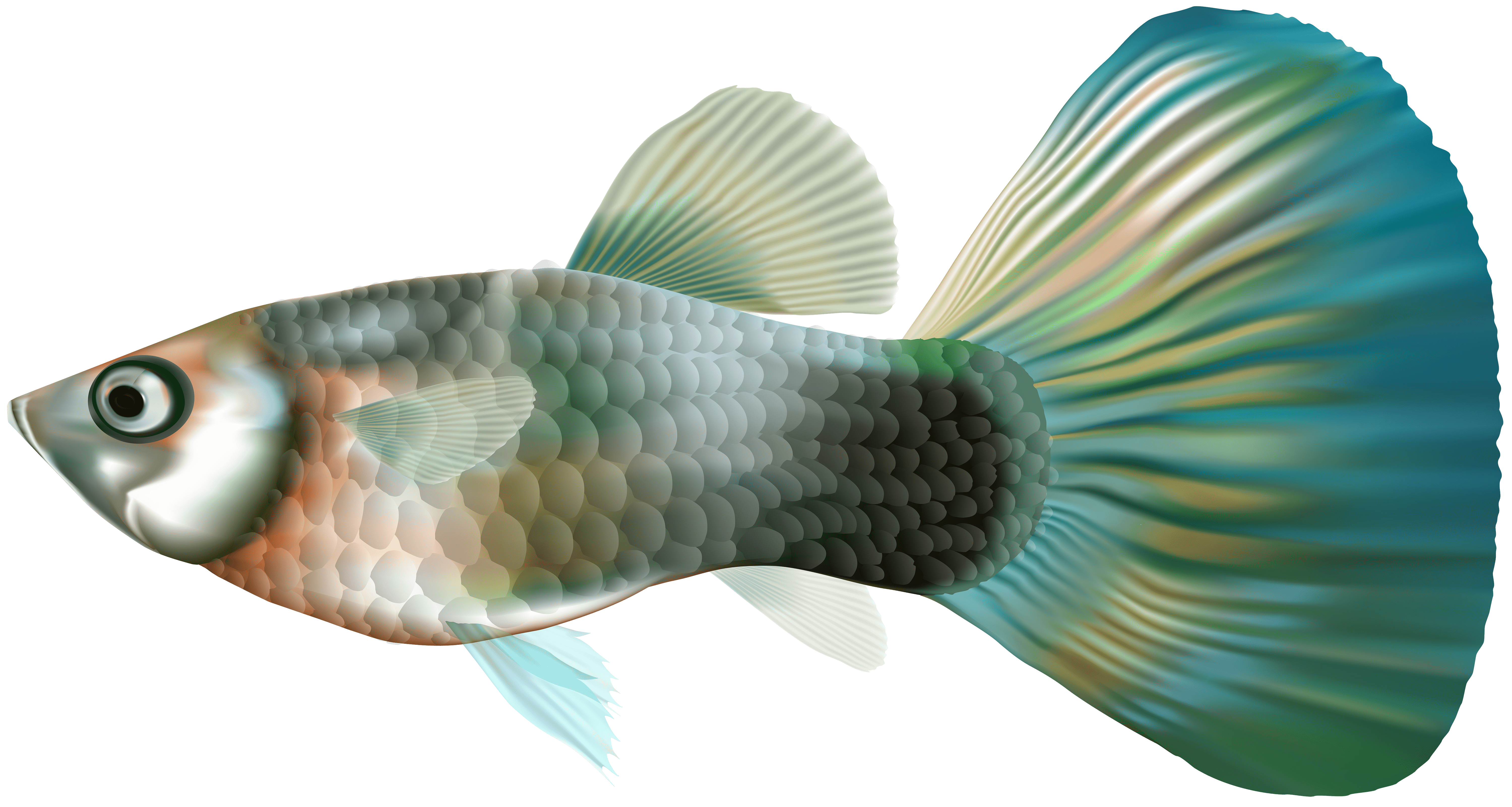6000x3204 Female Guppy Fish PNG Clip Art