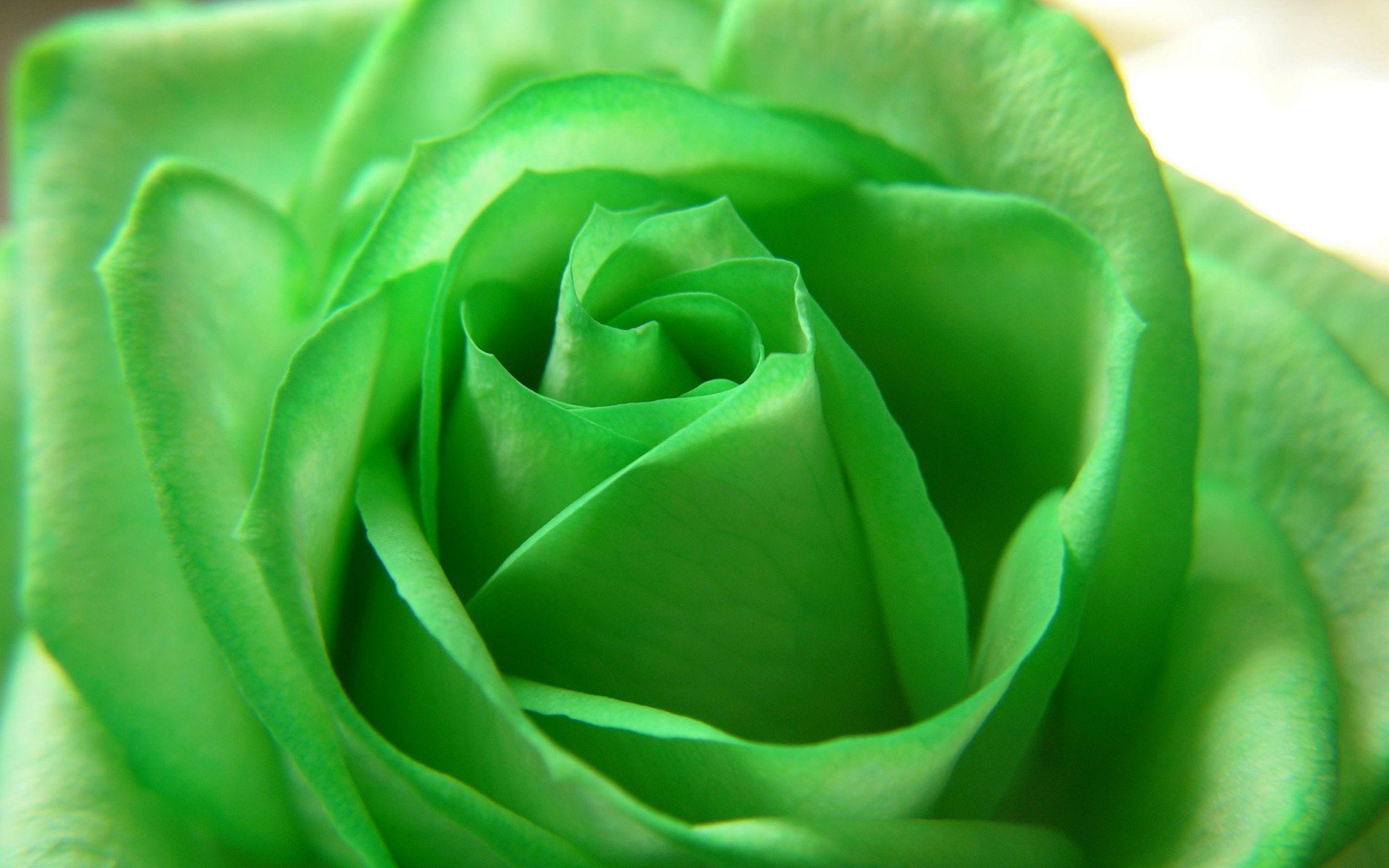 2560x1600 Green Flower wallpaperx1600