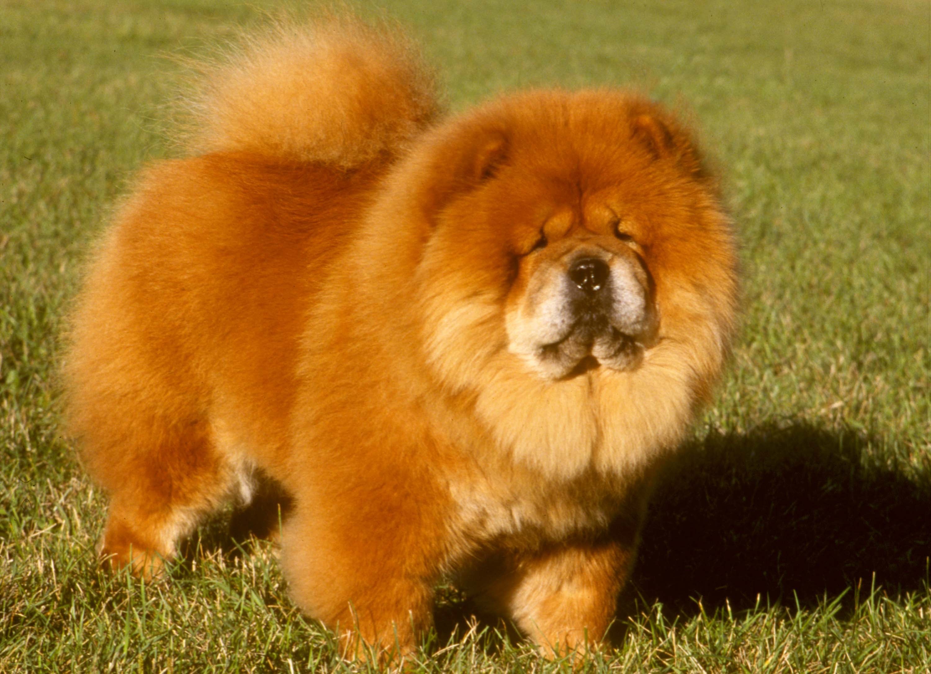 3000x2172 Free download Fluffy Chow Chow Puppies Wallpaper Chow Chow Puppy