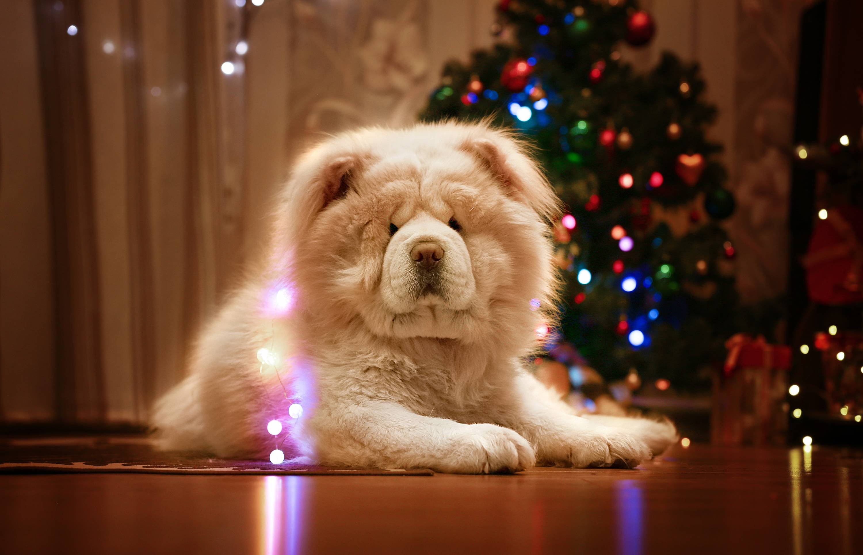 3000x1930 Chow Chow Wallpaper, 1.11 Mb