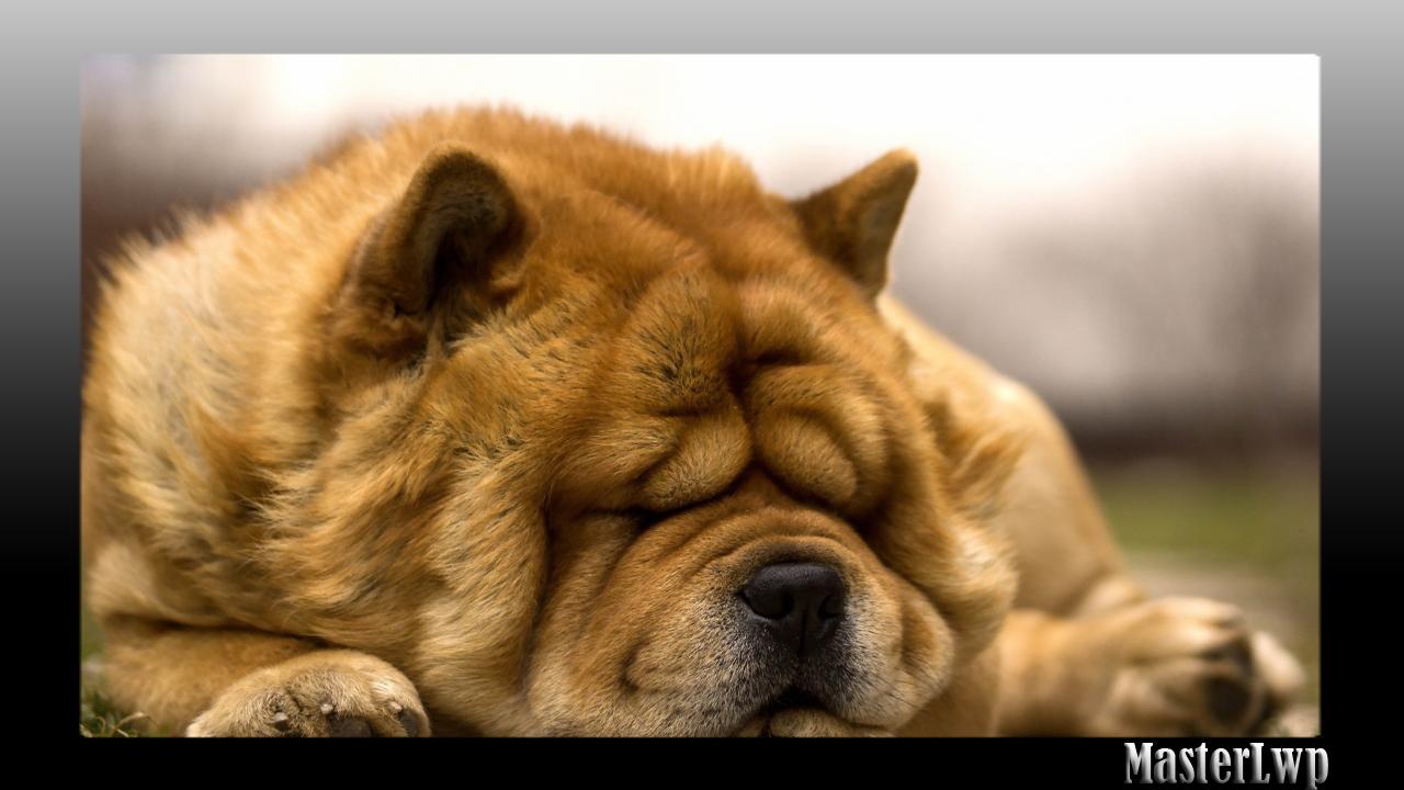 1280x720 Chow Chow Wallpaper for Android