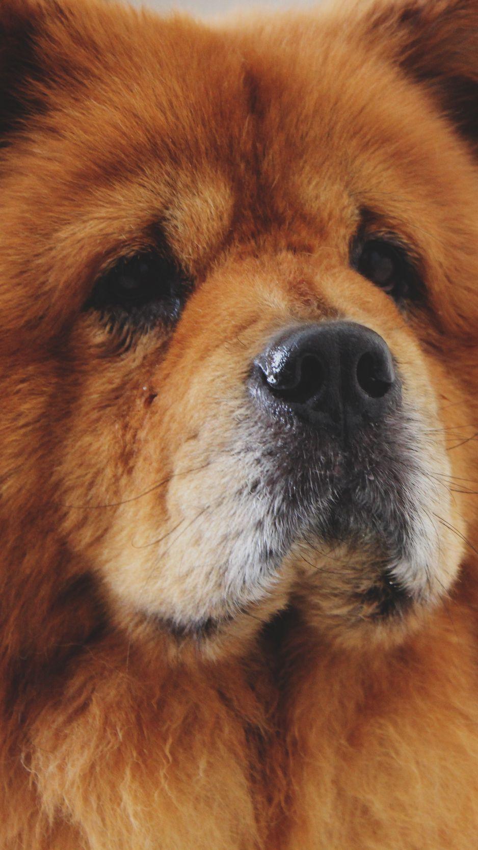 938x1668 Download Wallpaper 938x1668 Chow Chow, Dog, Muzzle Iphone 8 7 6s 6