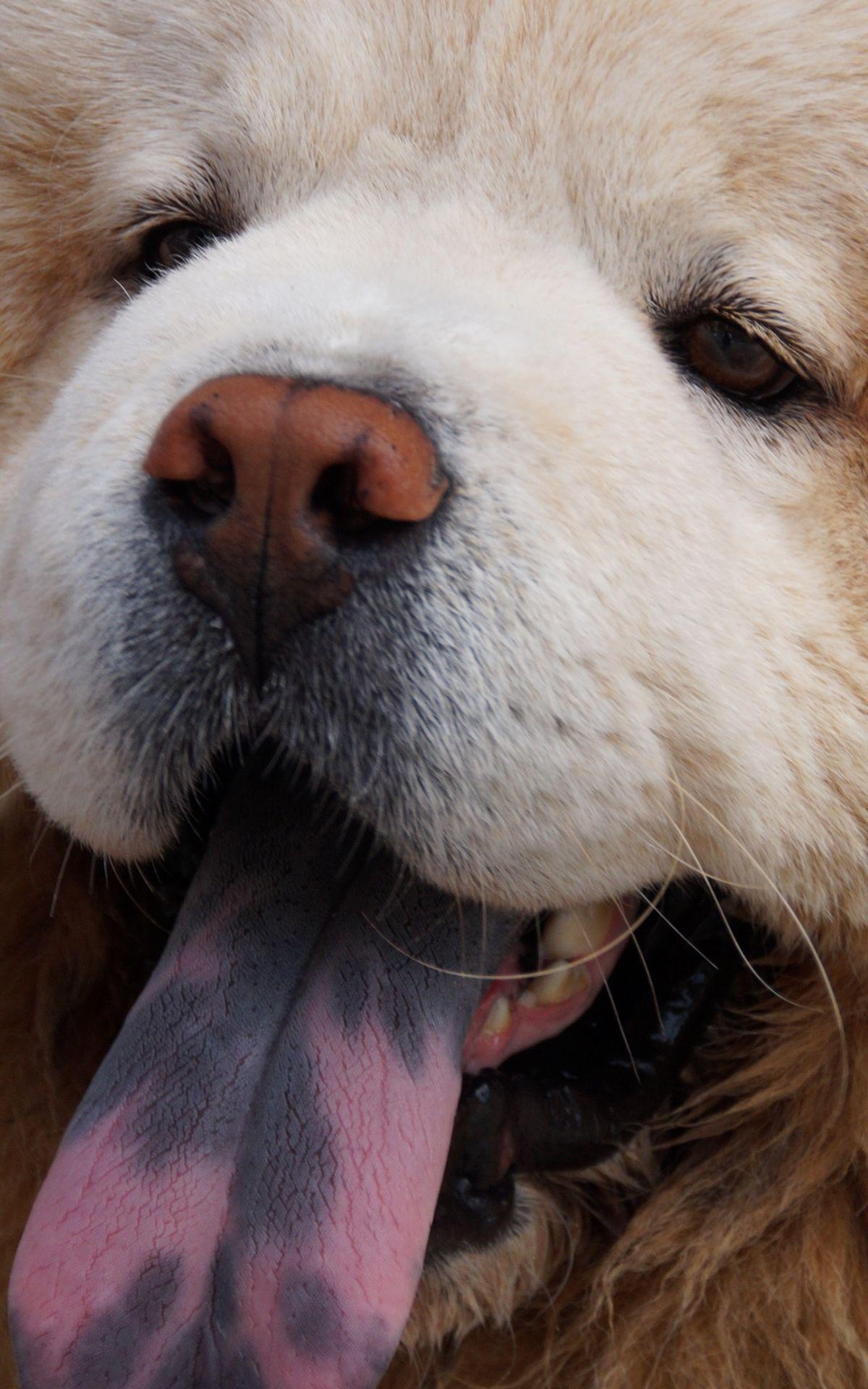 1200x1920 Free download Download wallpaper 1350x2400 chow chow dog muzzle