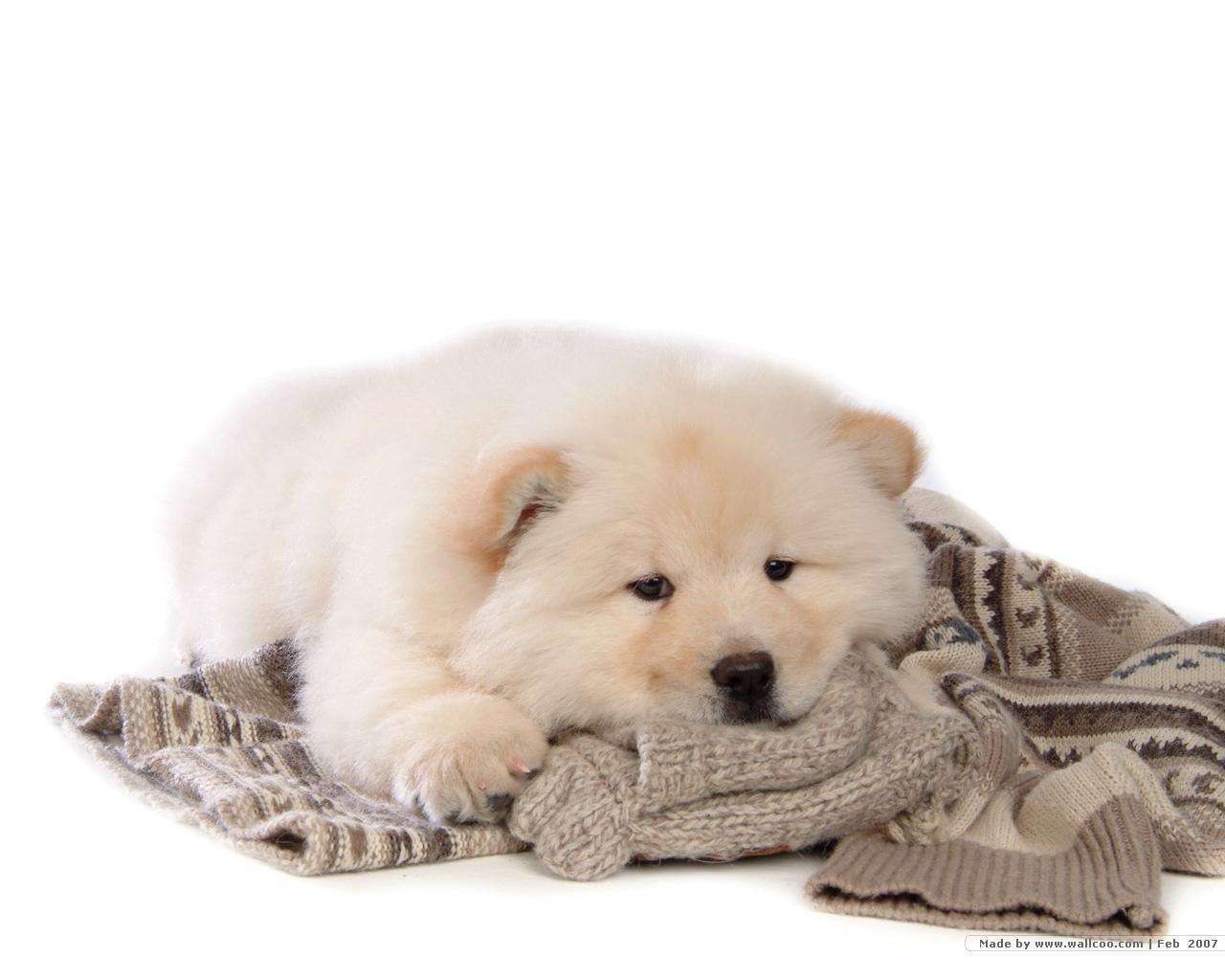 1280x1024 Chow Chow Puppy Wallpaper