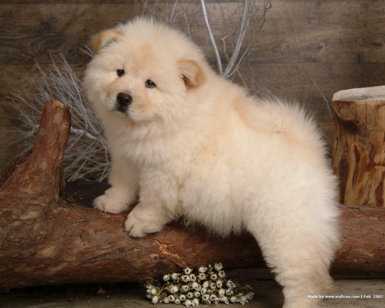 1280x1024 Fluffy Chow Chow Puppies wallpaper Chow puppy Picture