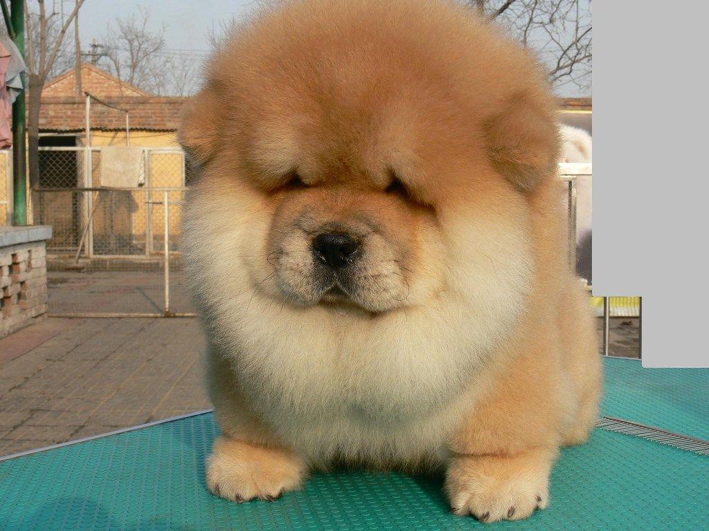 1024x768 Chow Chow Wallpaper by Naomi Merdinger on FL. Animals HDQ.56 KB