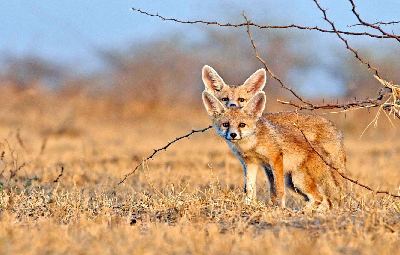 1332x850 Wallpaper Fenech, Gujarat, desert Fox image for desktop, section