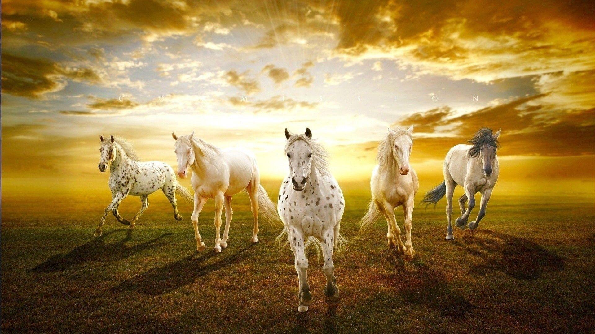 7 Horses Wallpapers - Top Free 7 Horses Backgrounds - WallpaperAccess