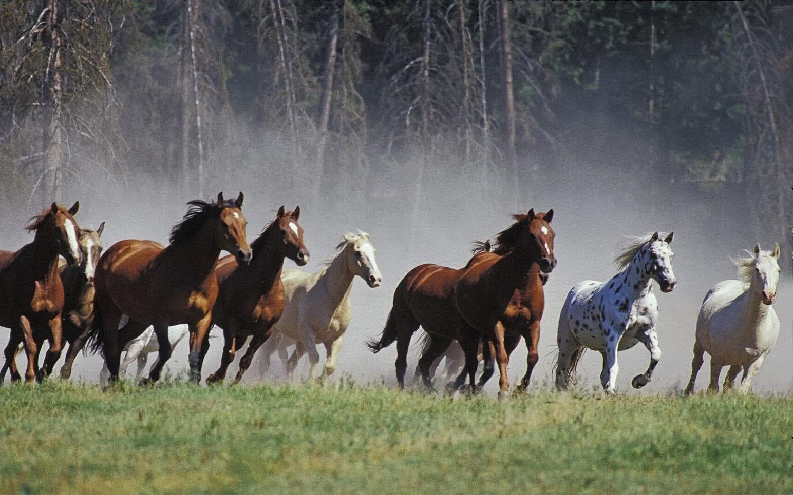 1544x965 Running Horses Background, HQ, Demi Bowley