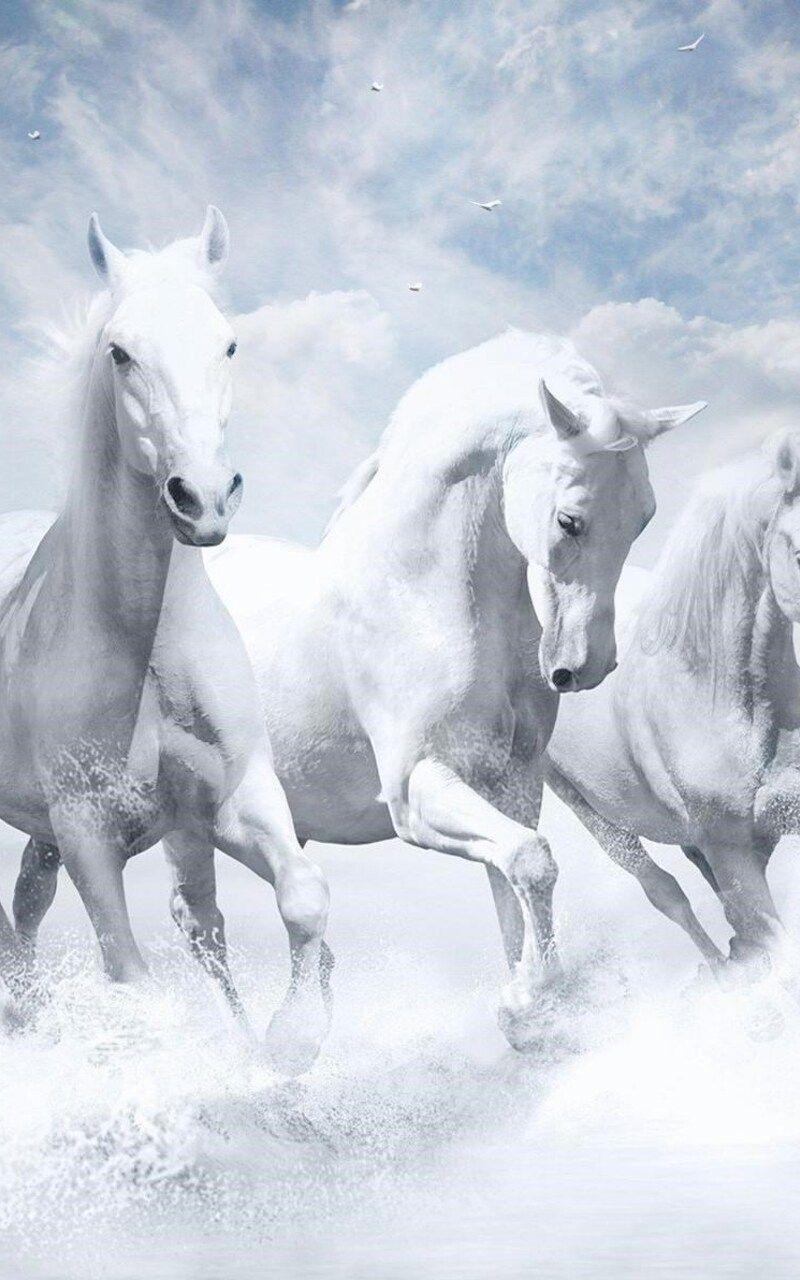 7 Horses Wallpapers - Top Những Hình Ảnh Đẹp