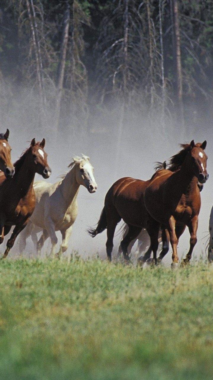 7 Horses Wallpapers - Top Free 7 Horses Backgrounds - WallpaperAccess