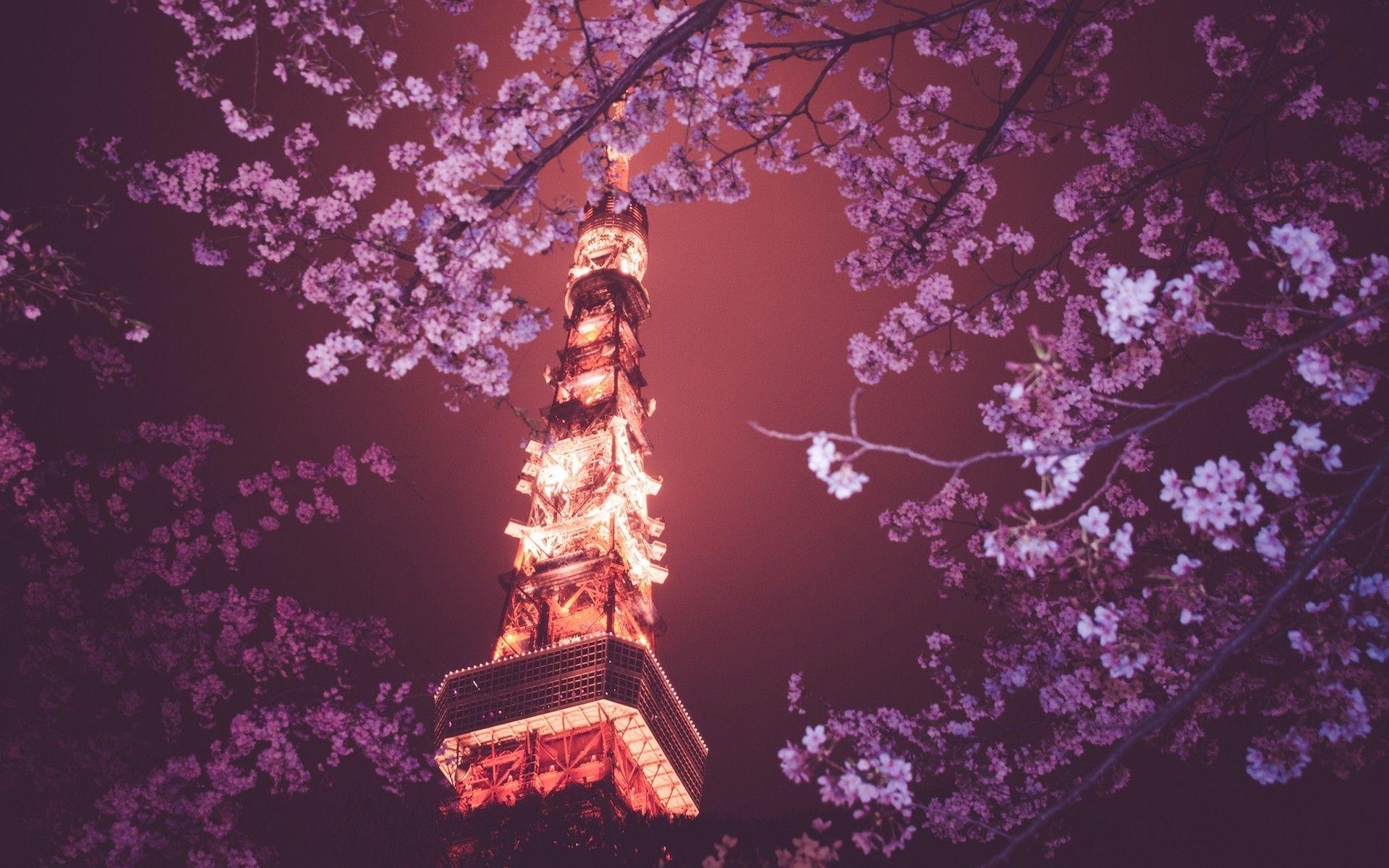 1920x1200 Tokyo Tower Glow: Stunning HD Wallpaper with Cherry Blossoms