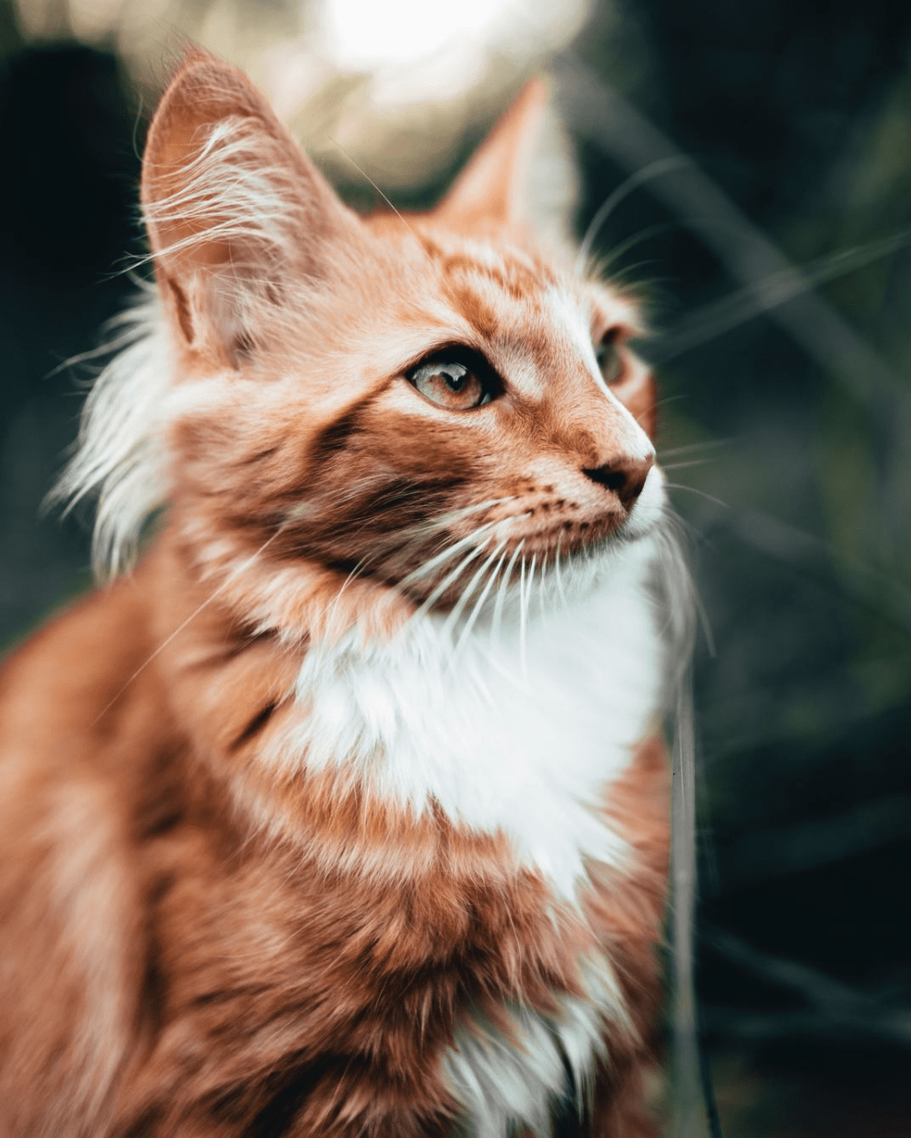 1000x1250 4k cat phone wallpaper. Most beautiful cat breeds, Animals, Cat pics