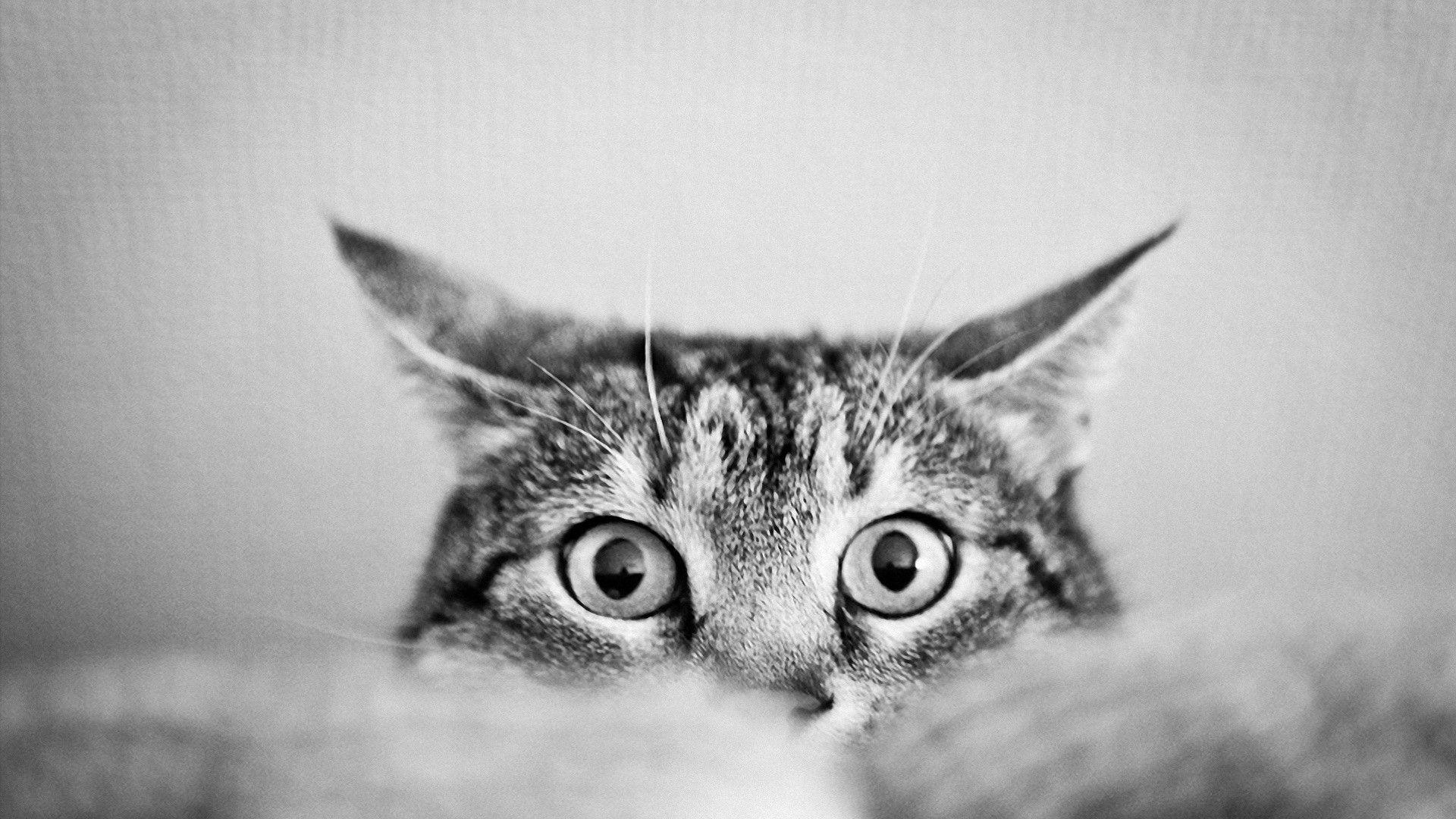 1920x1080 Black And White Cat Wallpaper