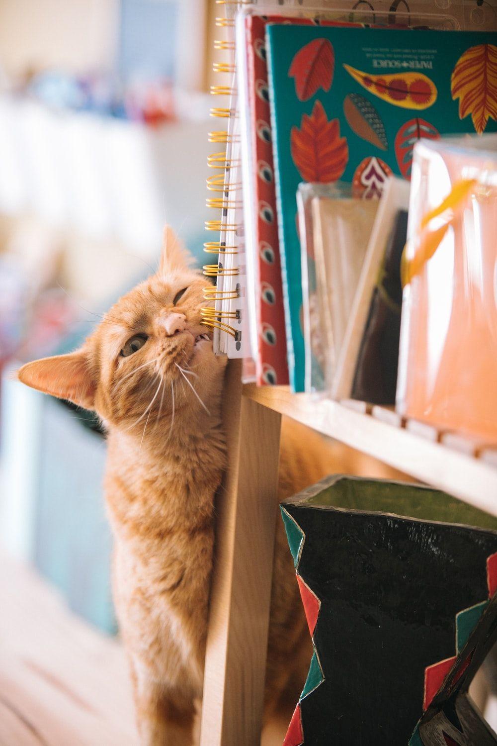 1000x1500 Cat Picture & Image [HD]. Download Free Image & Stock