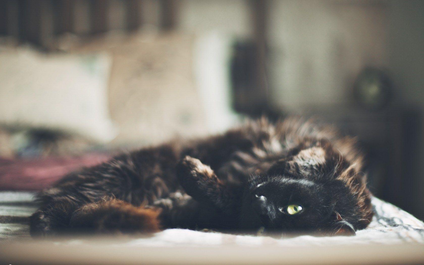 1680x1050 Photography Cute Cat