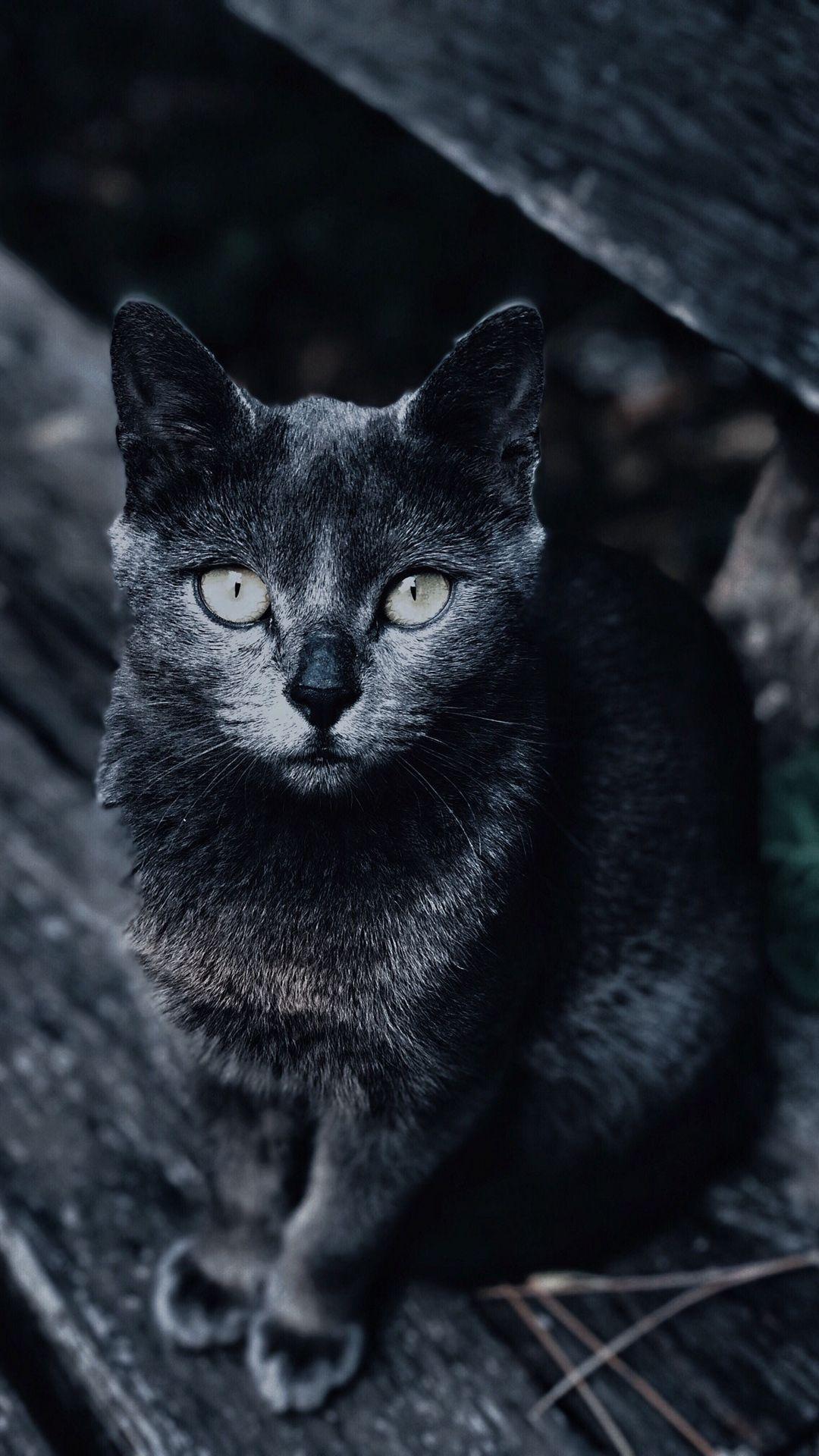 1080x1920 cat look muzzle Wallpaper. Grey cats, Pet photography