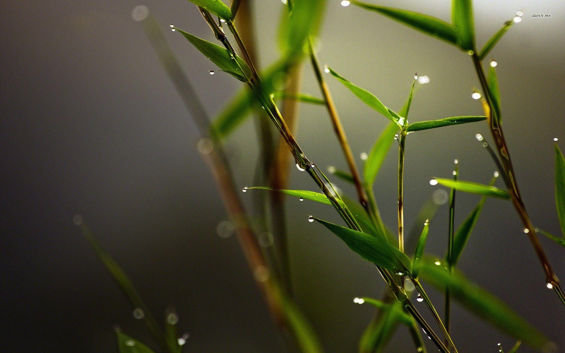 1920x1200 Fotography Wallpaper