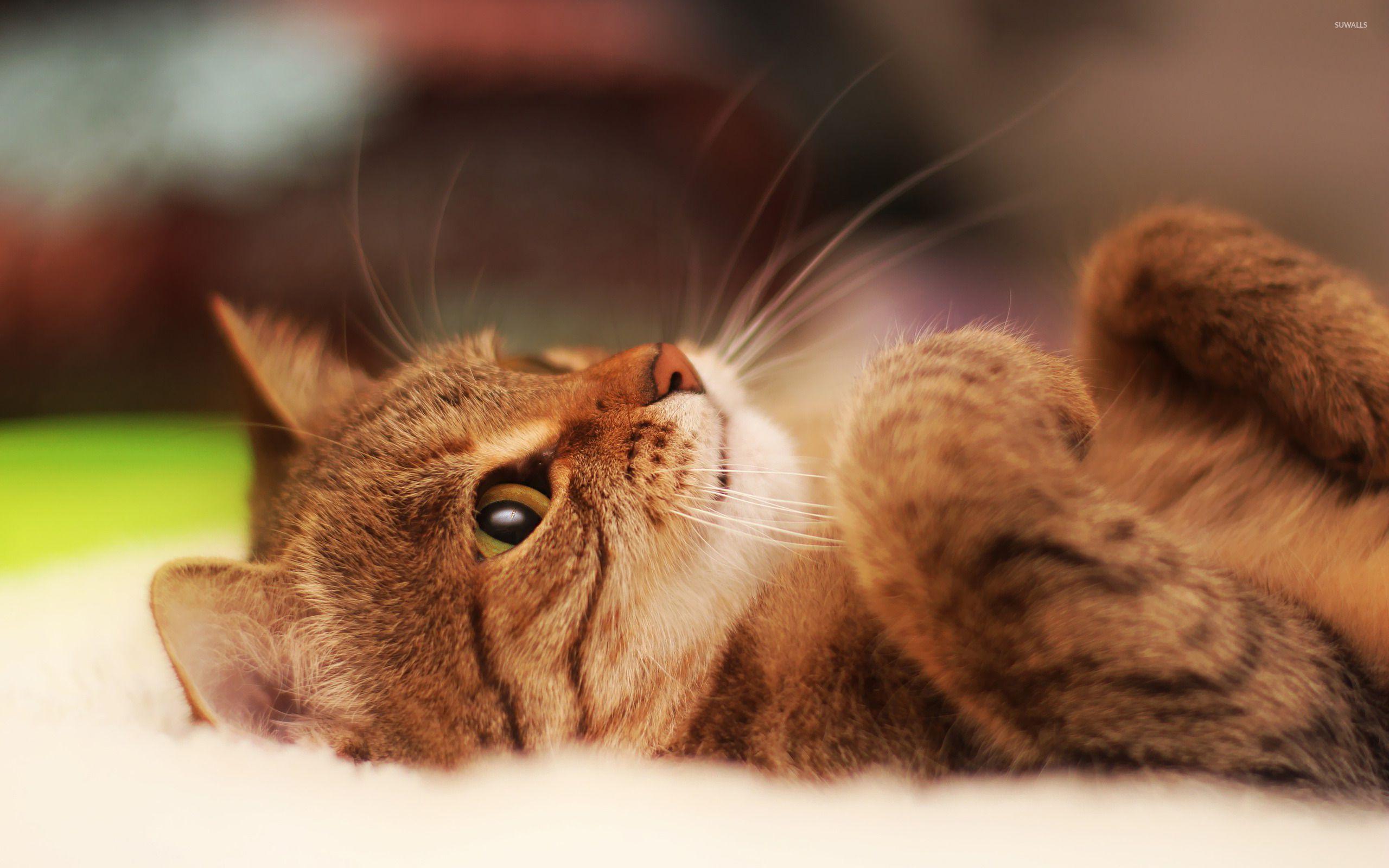 2560x1600 Free download Lazy cat wallpaper Animal wallpaper 17514