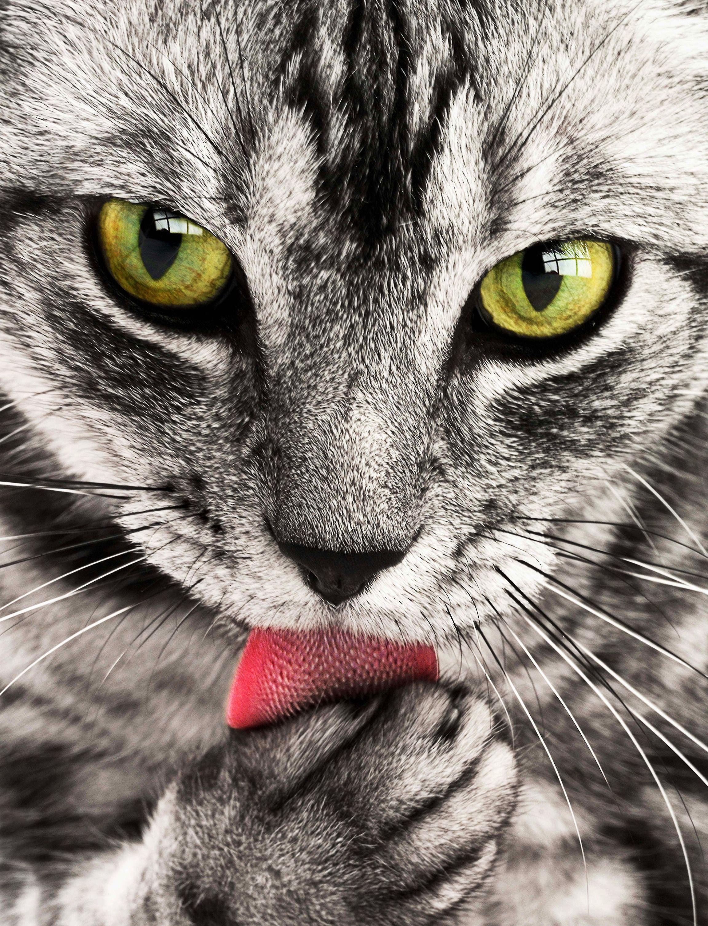 2303x3012 Close Up Photography of White and Black Cat · Free