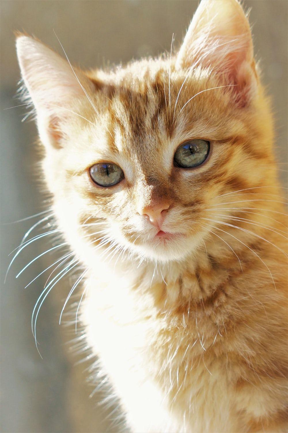 1000x1505 Yellow Cat Picture. Download Free Image